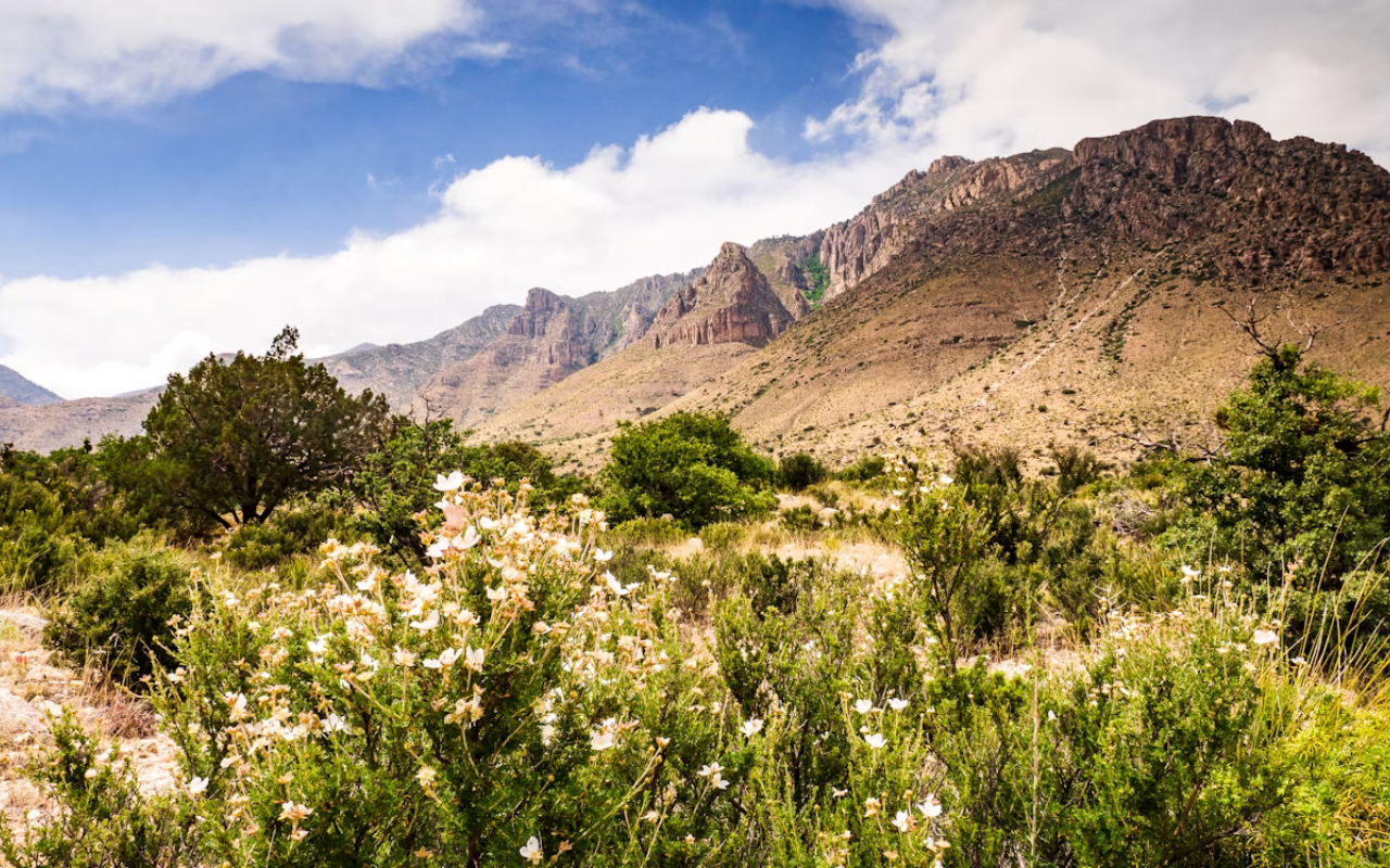 Wildflowers blooming in front of rugged desert peaks at Guadalupe Mountains National Park, Texas.
