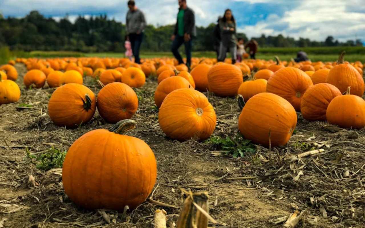 Families walking through a pumpkin patch filled with pumpkins, symbolizing Thanksgiving vacation ideas in the U.S.