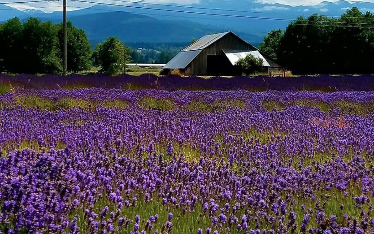 Lavender fields in bloom with a rustic barn and mountains in Sequim, Washington, the Pacific Northwest’s version of Provence, France