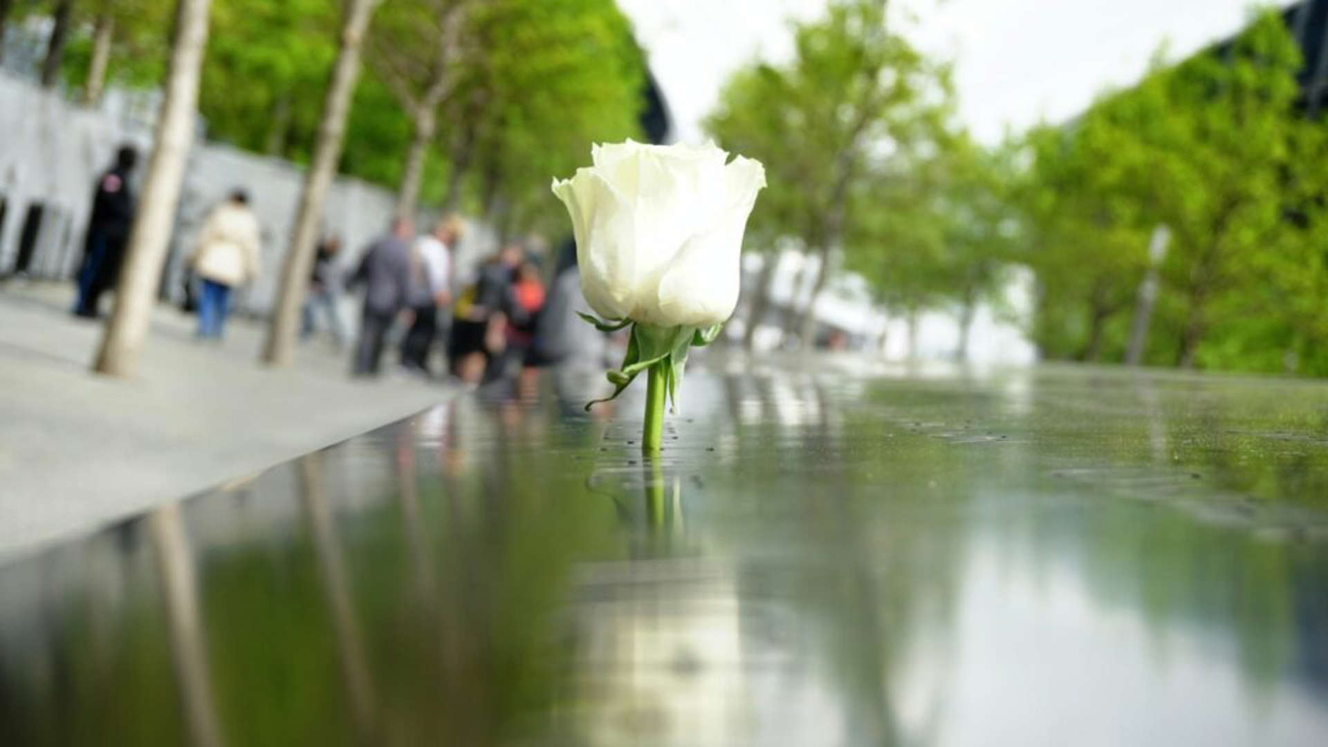 White rose on engraved names at the 9/11 Memorial in New York City.