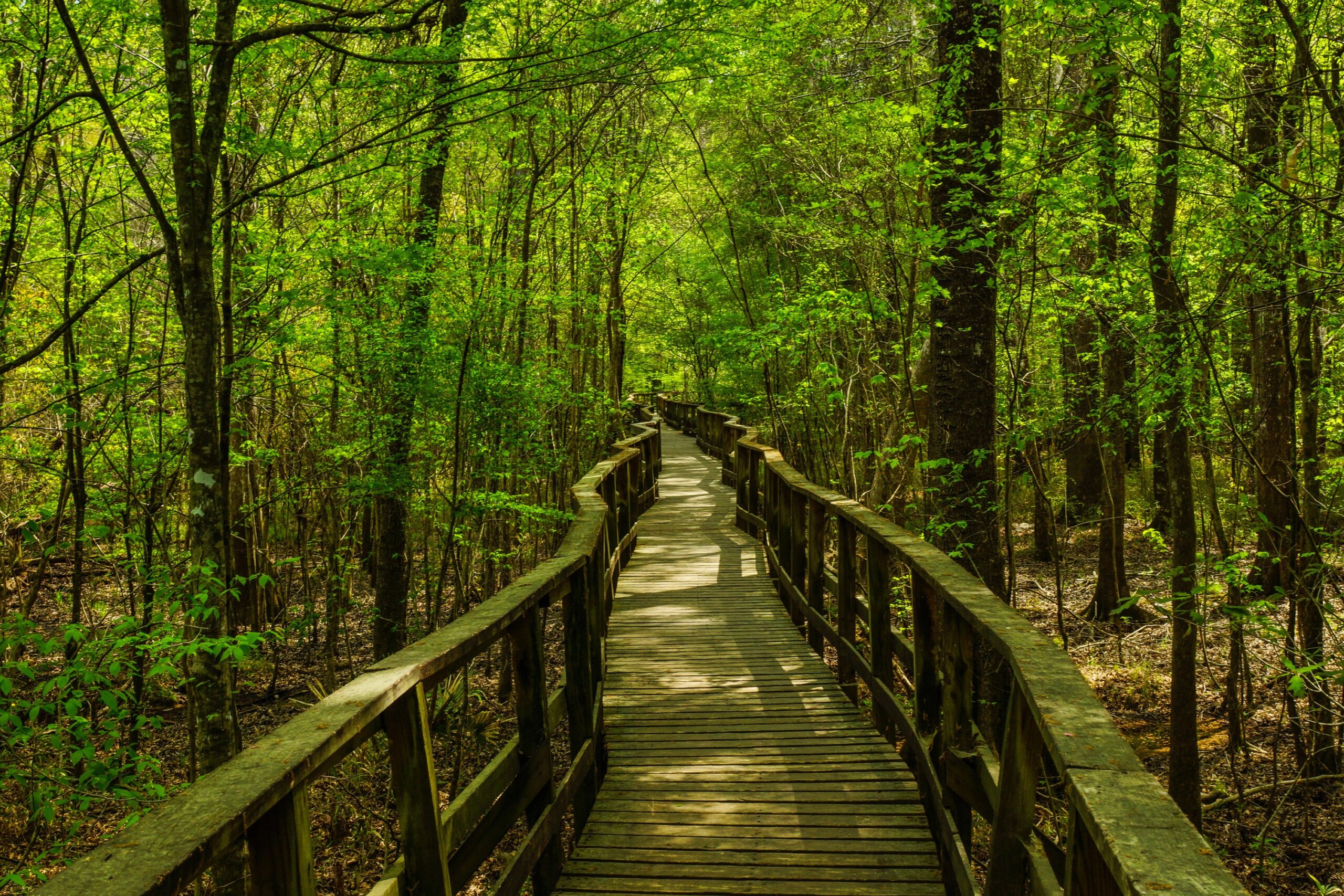Boardwalk Trail, Congaree National Park, South Carolina, United States