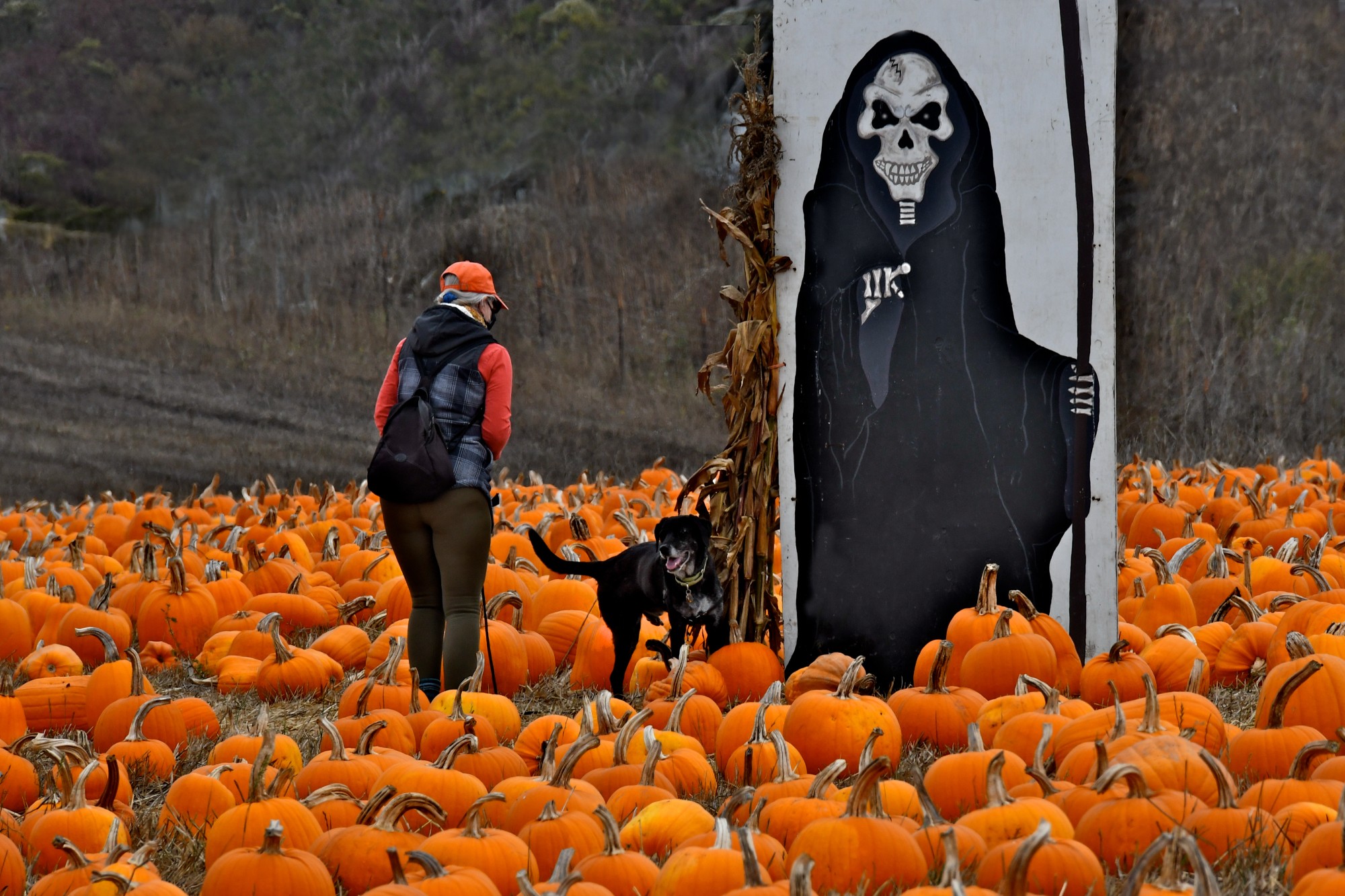 Dog “lifts leg” to MARK grim reaper in pumpkin patch, Half Moon Bay, California
