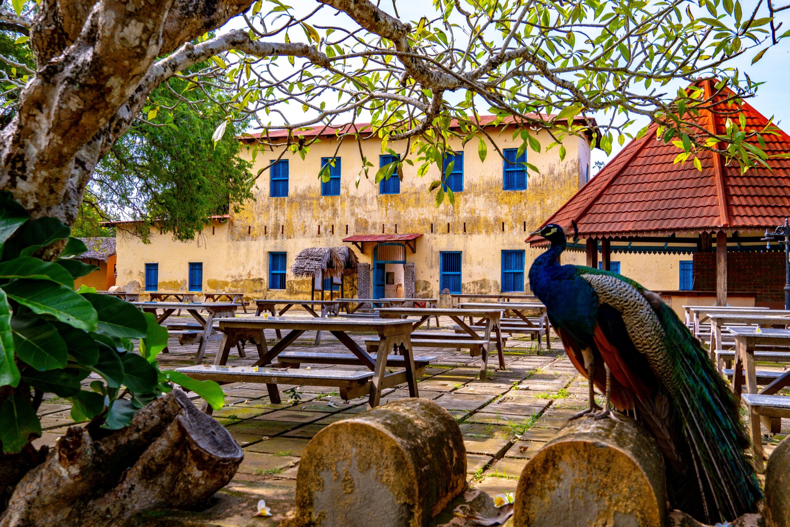 Blue peacock on prison island in Zanzibar
