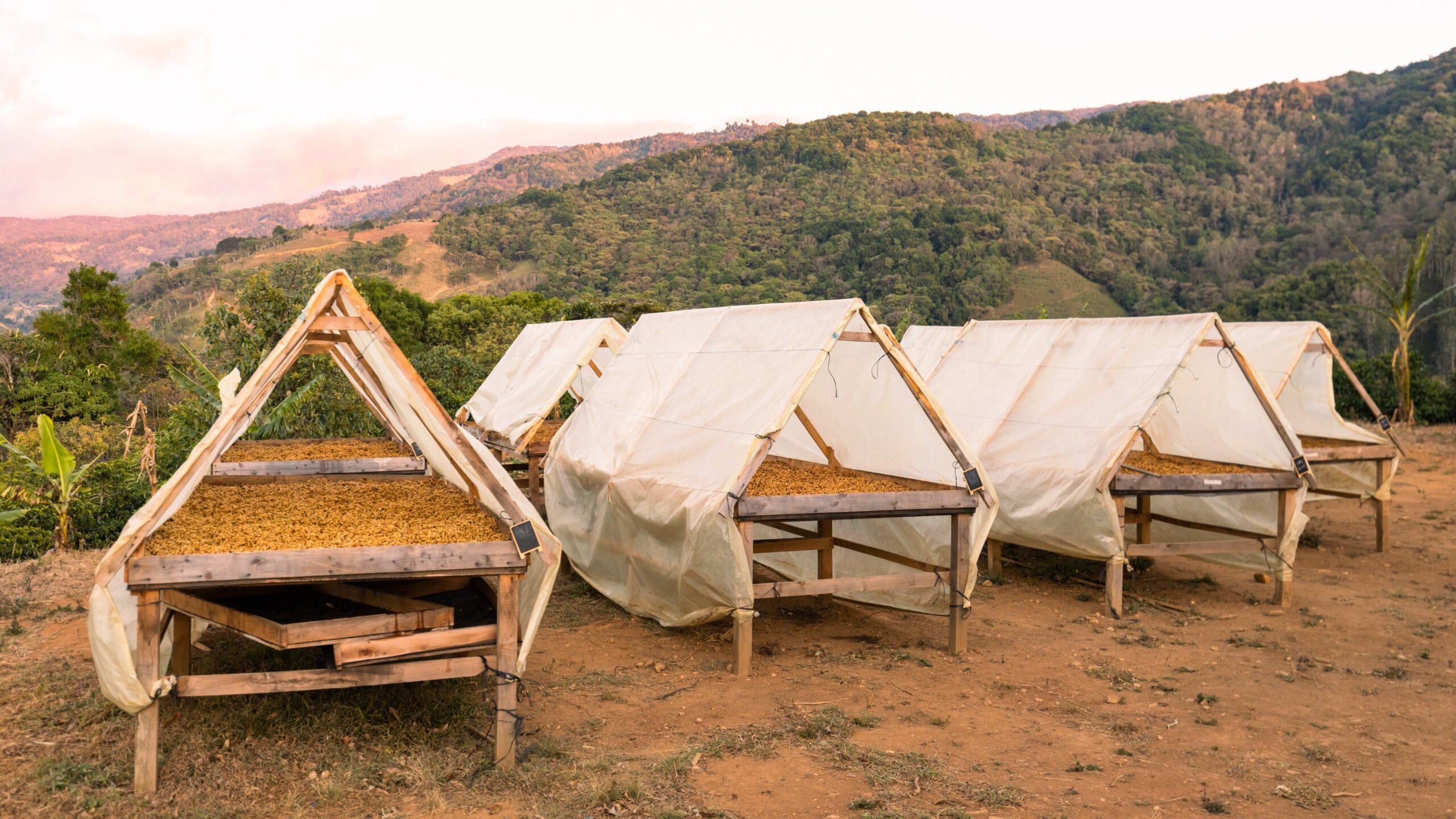 Production and cultivation of organic coffee, The natural way of drying coffee beans in the sun, Organic production, healthy food prepared according to traditional recipes, Costa Rica, Central America