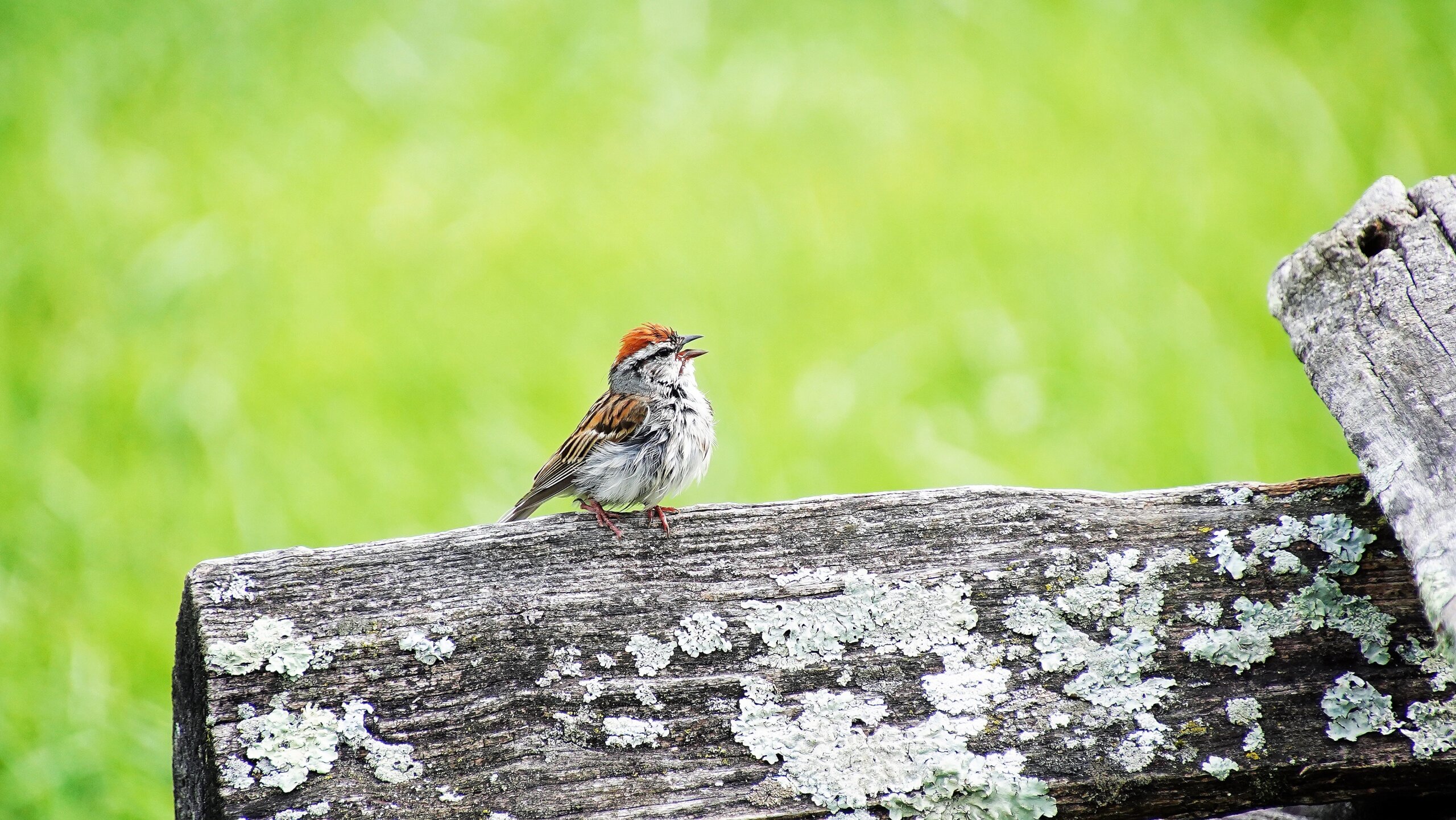 A cute chipping sparrow singing after a rain. brightening green background. common garden bird.