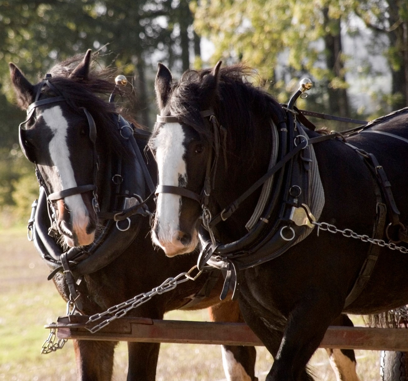 Go On a Carriage Ride