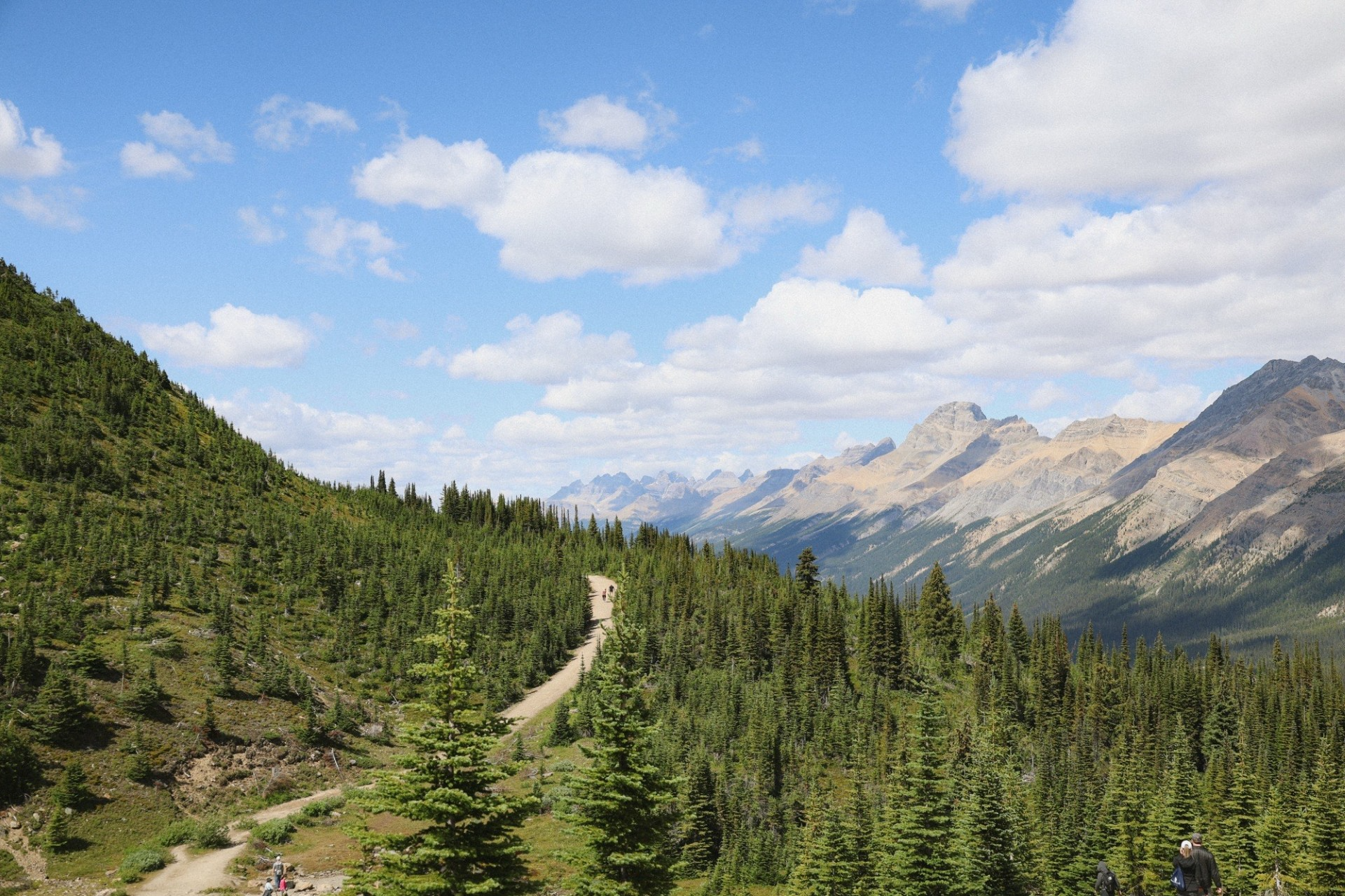 Trail through evergreens with hikers and mountain views along the Icefields Parkway in Banff National Park.