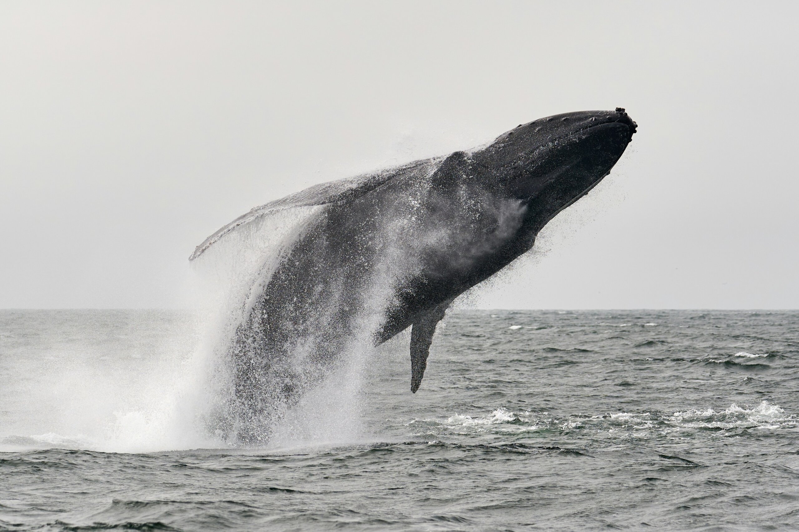 whale watching