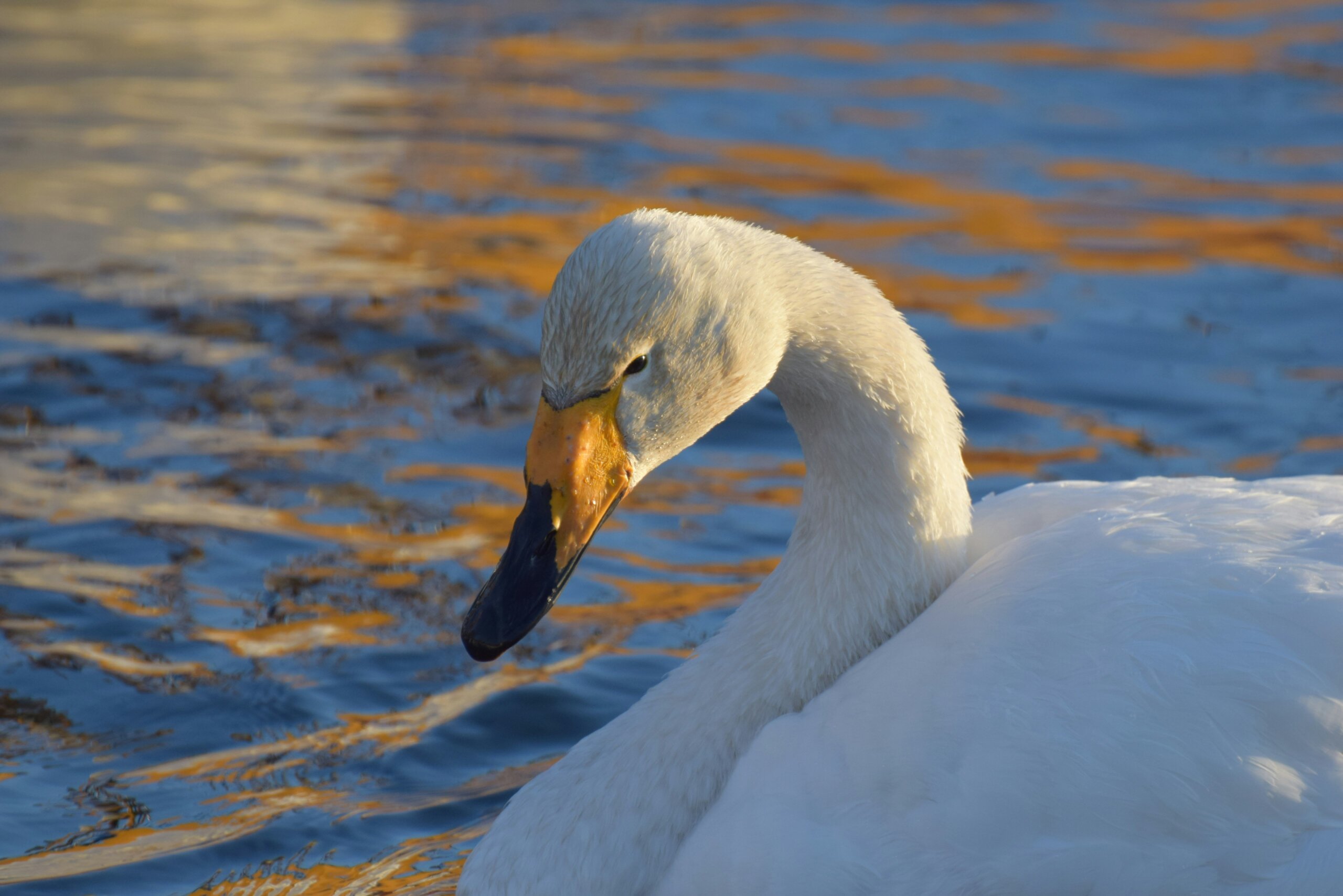 whooper swan