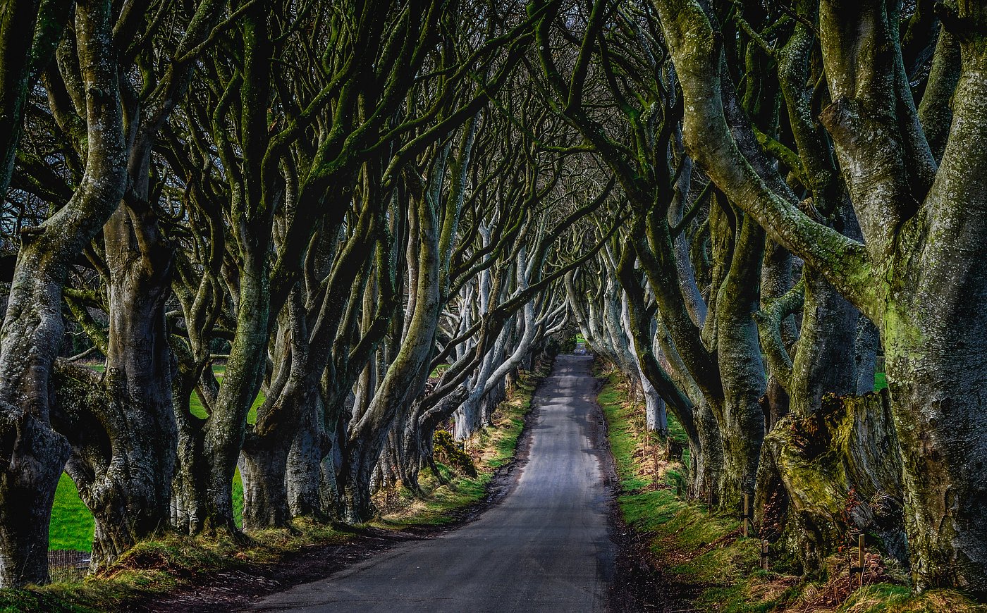 the dark hedges, ireland