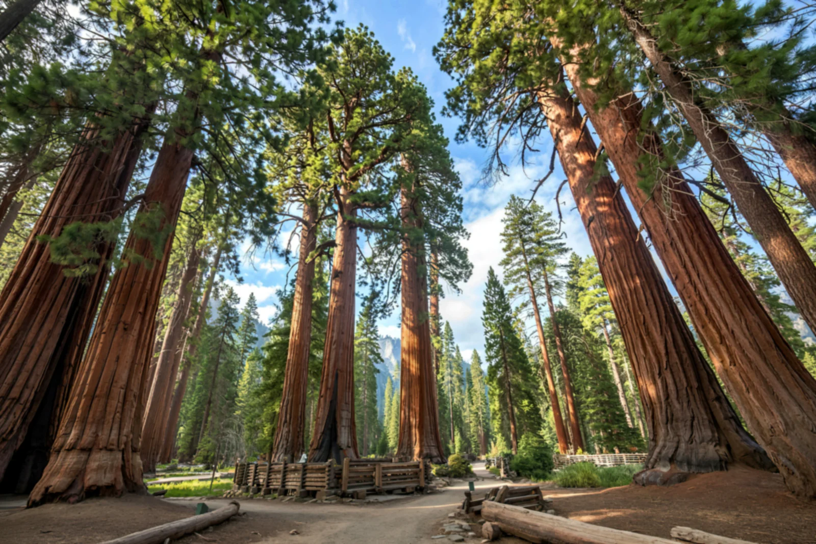 Towering giant sequoia trees in Mariposa Grove at Yosemite National Park with sunlight filtering through the forest