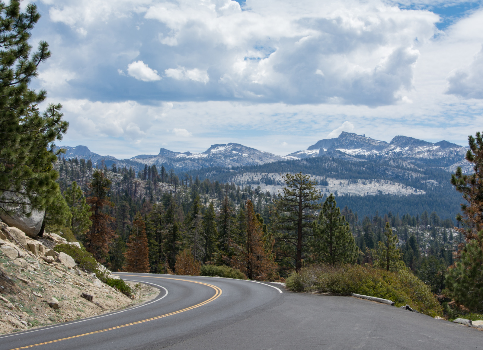 Winding road along Tioga Road in Yosemite National Park with pine trees and views of snow-capped Sierra Nevada mountains