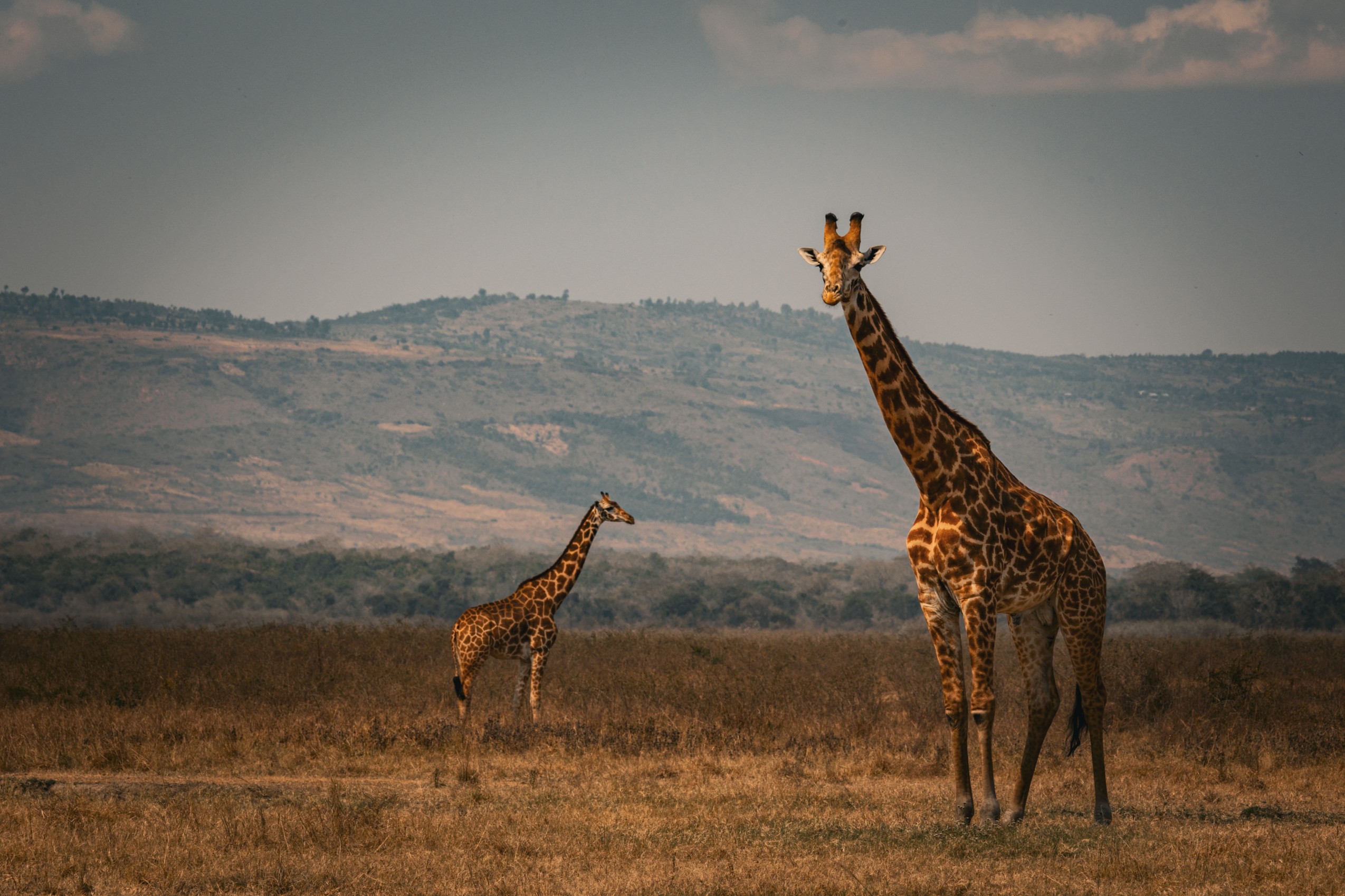 Giraffes roaming freely in Akagera National Park, Rwanda, under a clear sky
