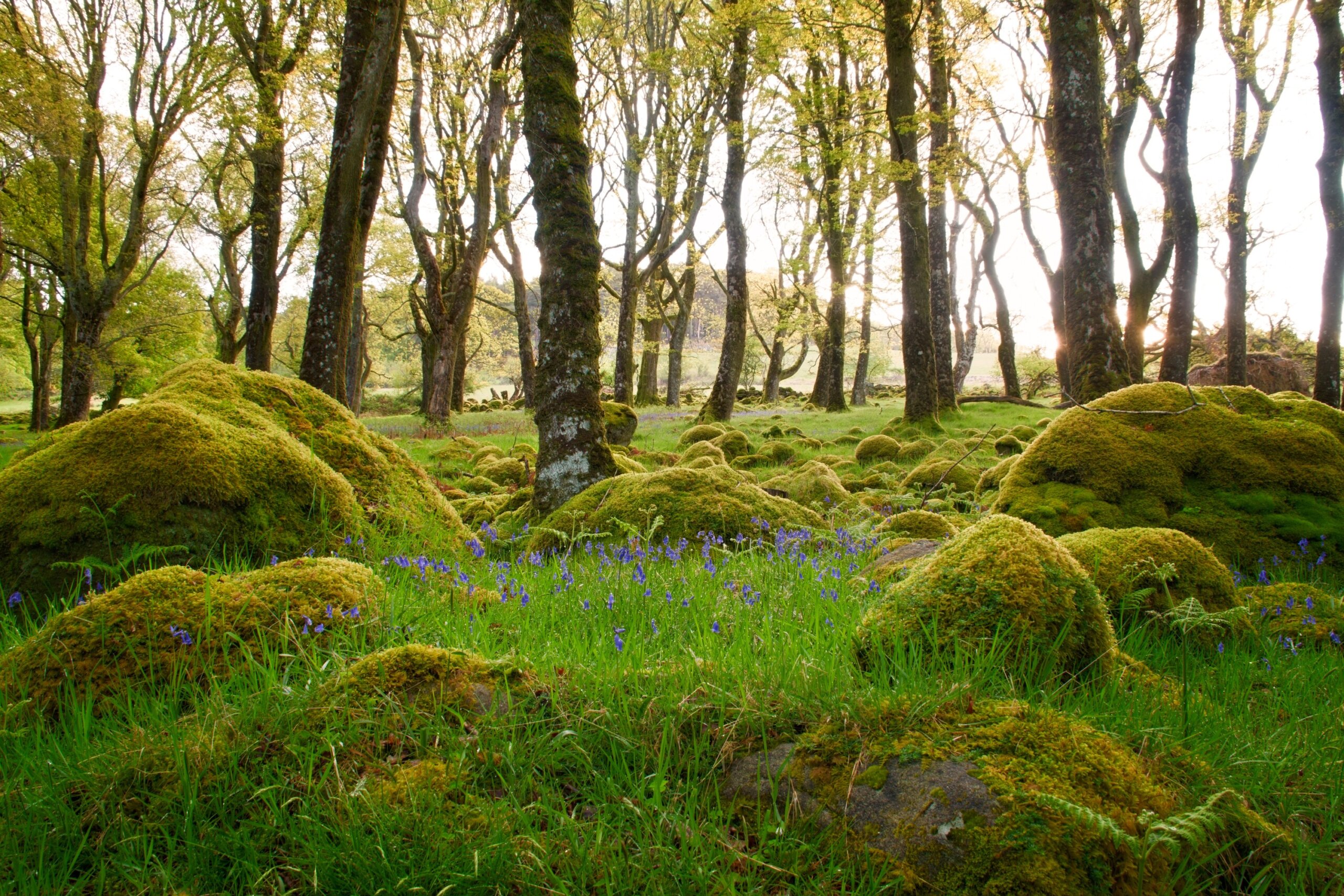 Bluebells and Mossy Forest at Sunrise – Forest Bathing in Ireland