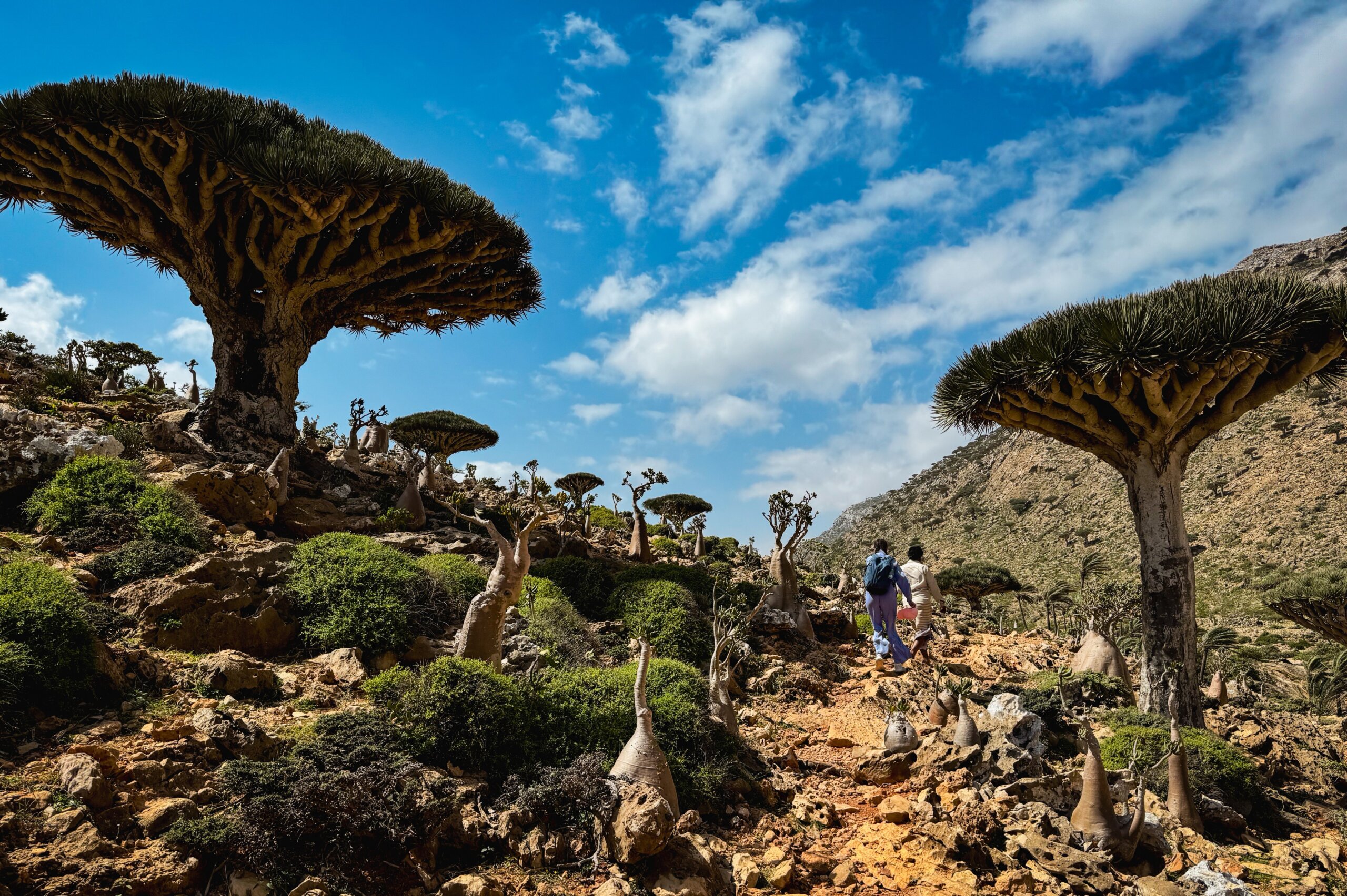 Empty remote hiking trail through untouched natural landscape: Exploring the unique Socotra landscape filled with dragon blood trees and diverse flora