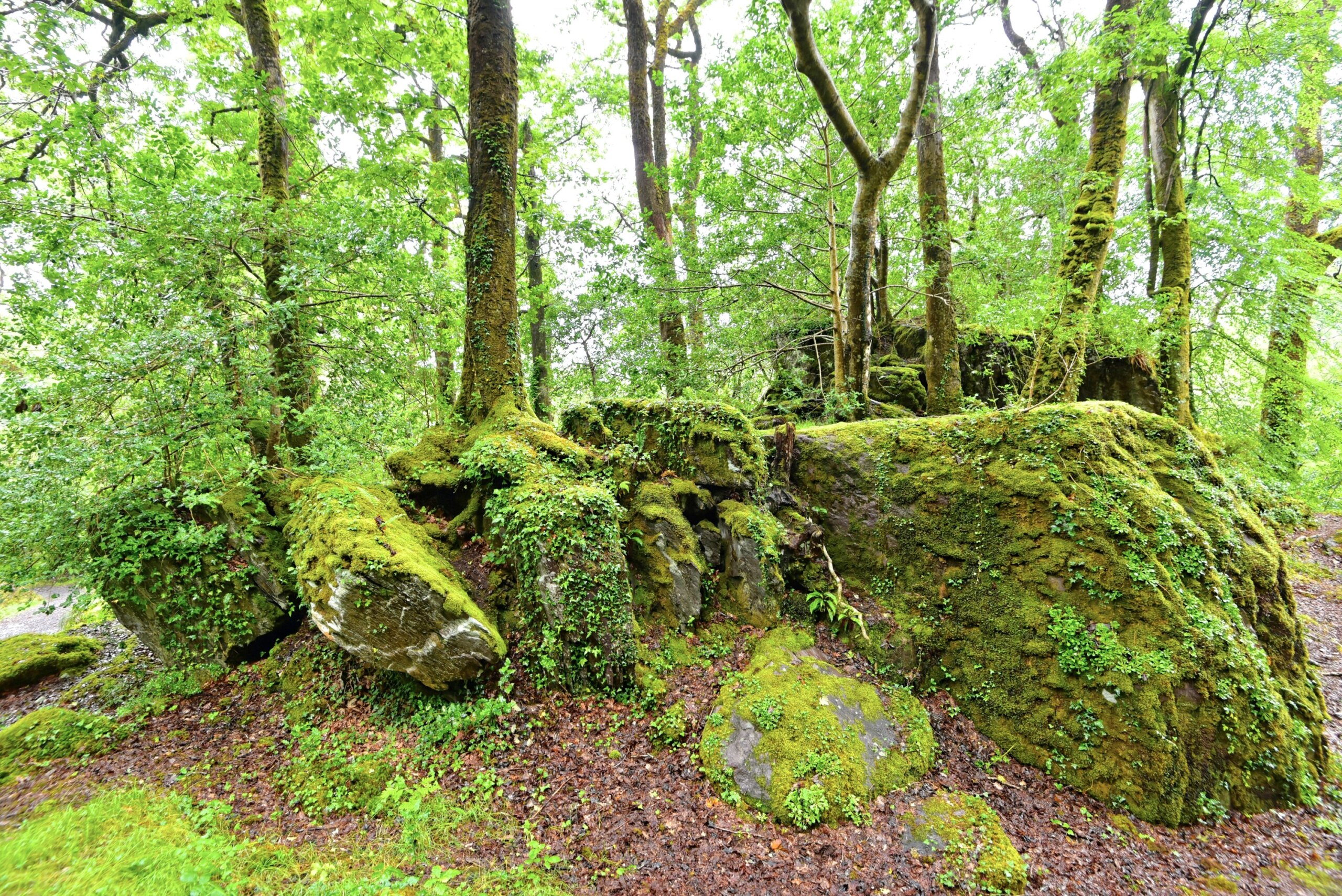 Irland - Glengarriff Woods Nature Reserve