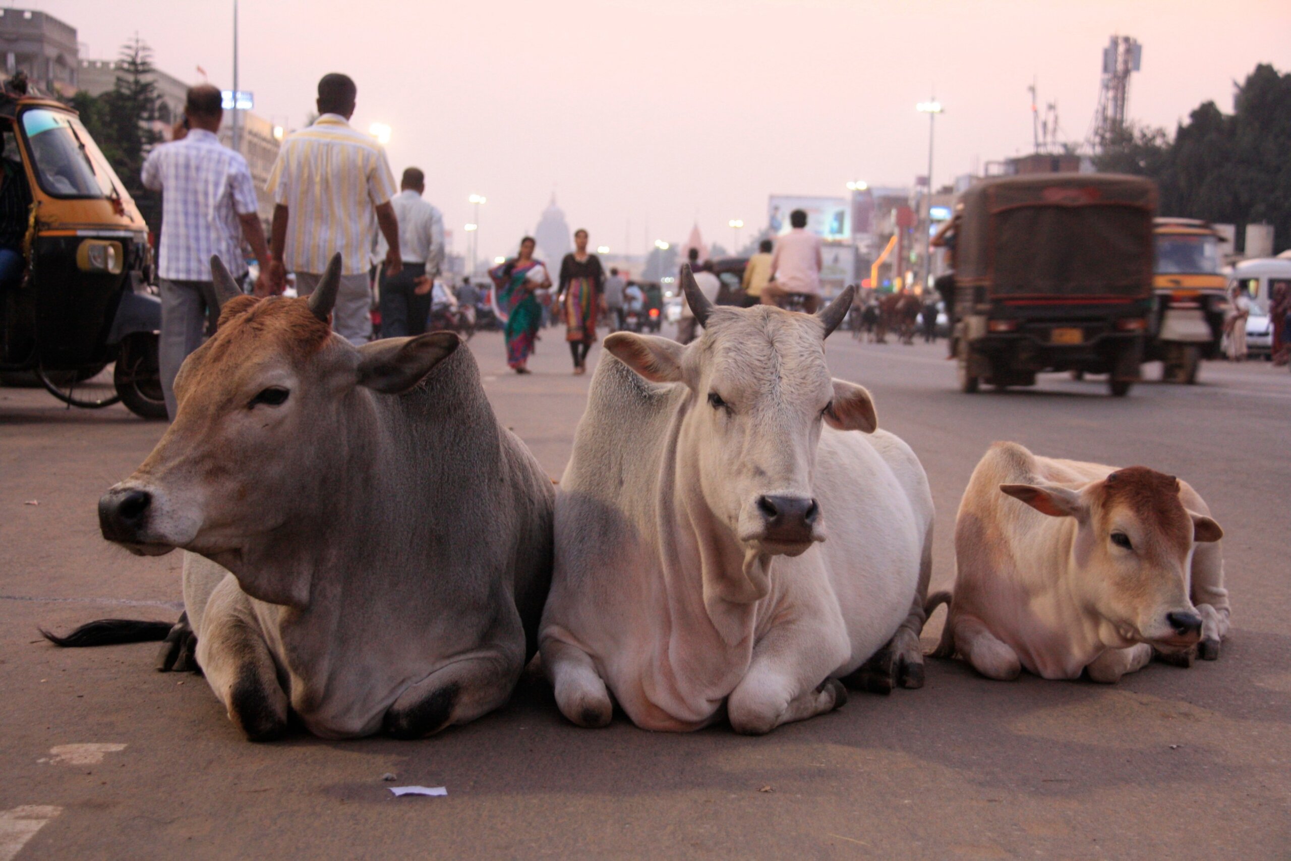 Three cows lounge in the busy streets of India