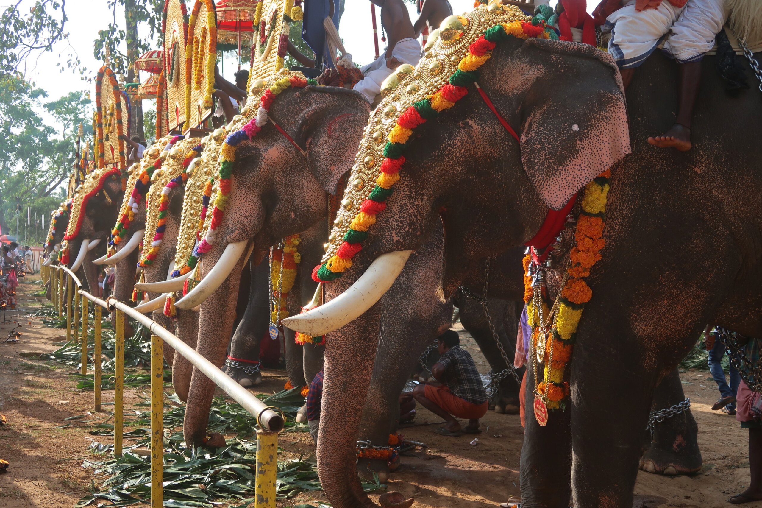 World famous classical pooram festivels in thrissur, kerala, india. Elephant with Pageants showcase festive parade