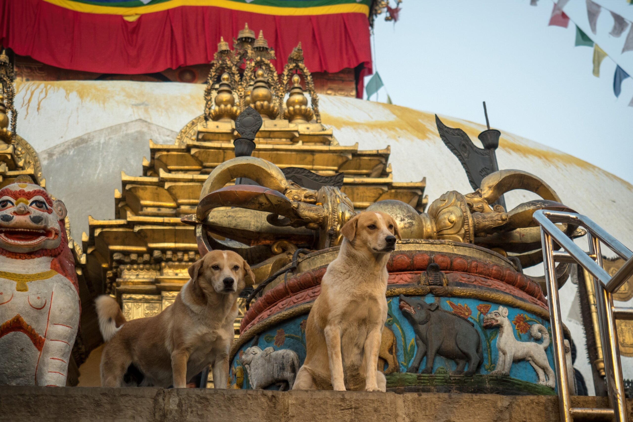 Dogs meet people at the entrance to the Swayambhunath stupa. Kathmandu, Nepal
