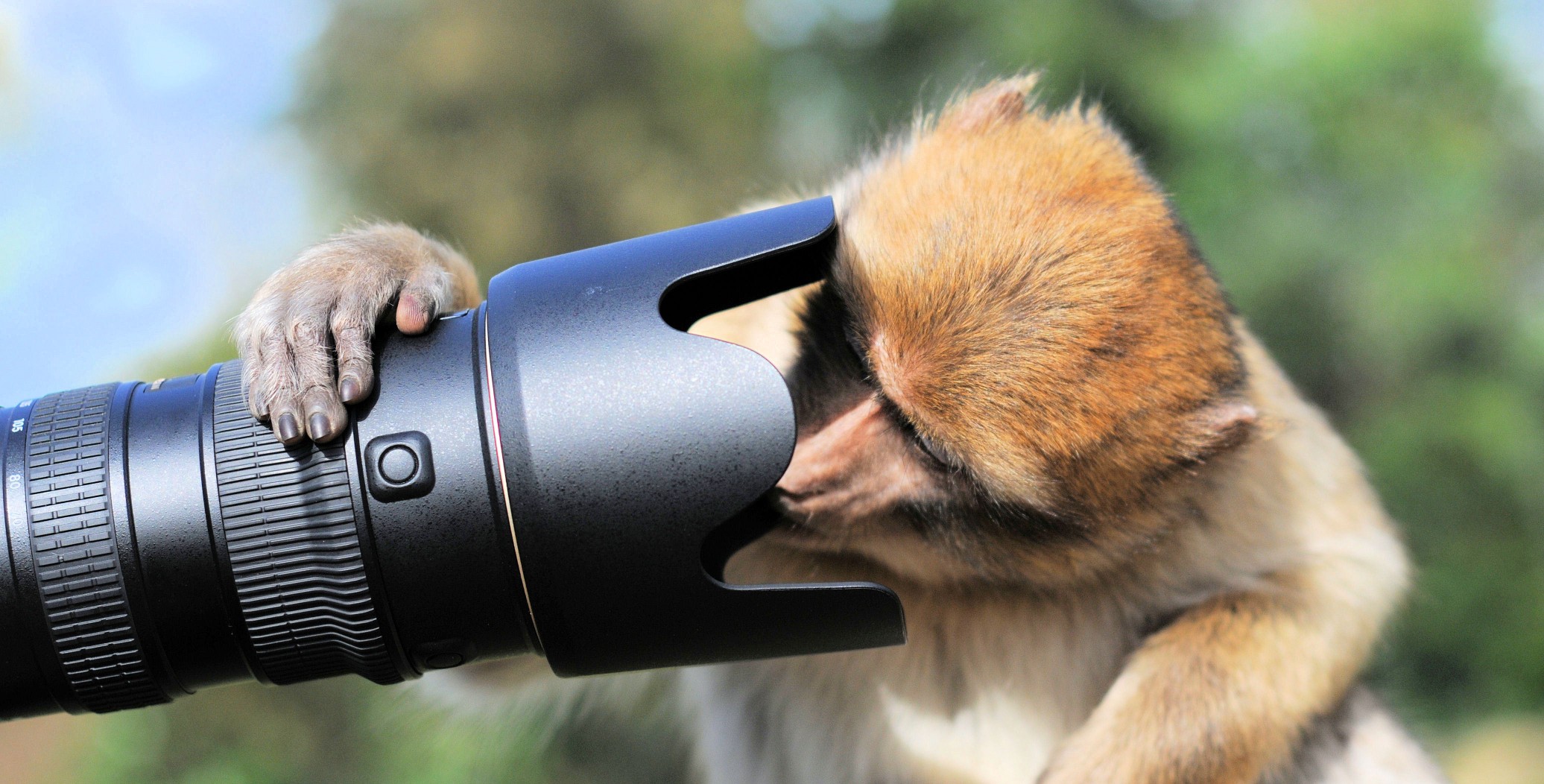 Chimp peers into a travel photographers' camera in Uganda