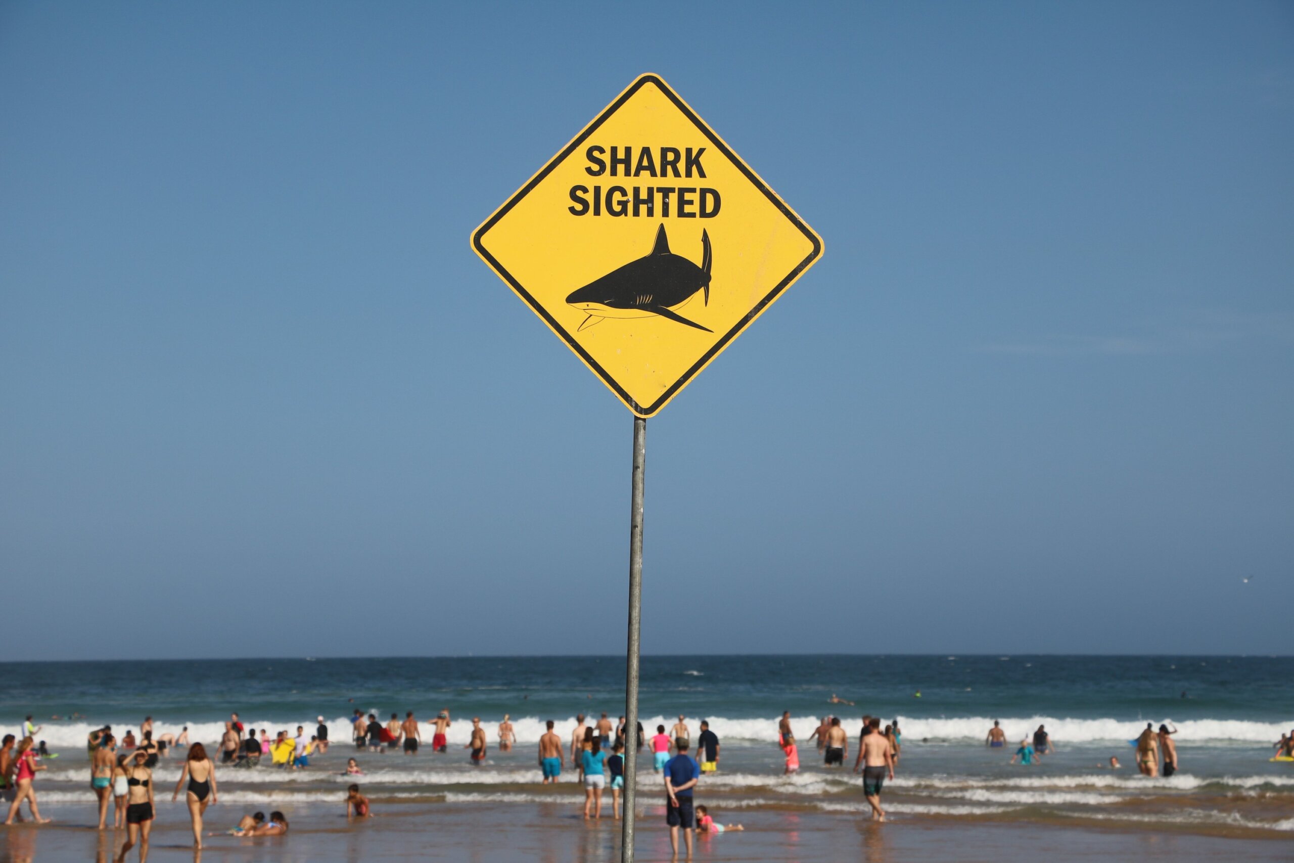 Shark sighted at the Beach in Sydney, Australia
