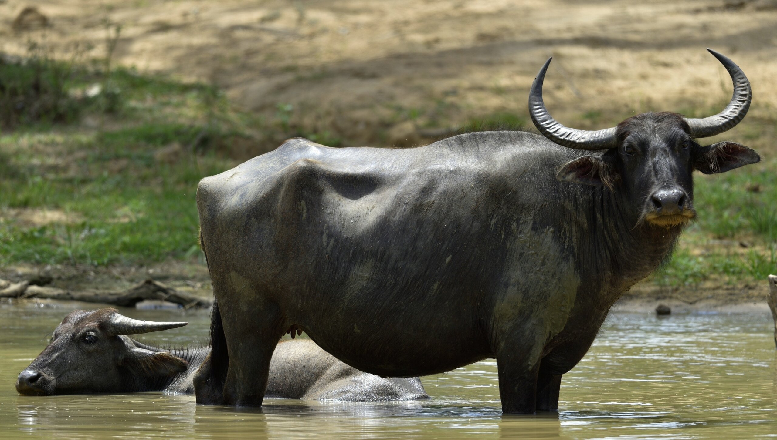 Refreshment of Water buffalos. Female and calf of water buffalo bathing in the pond in Sri Lanka. The Sri Lanka wild water buffalo (Bubalus arnee migona),