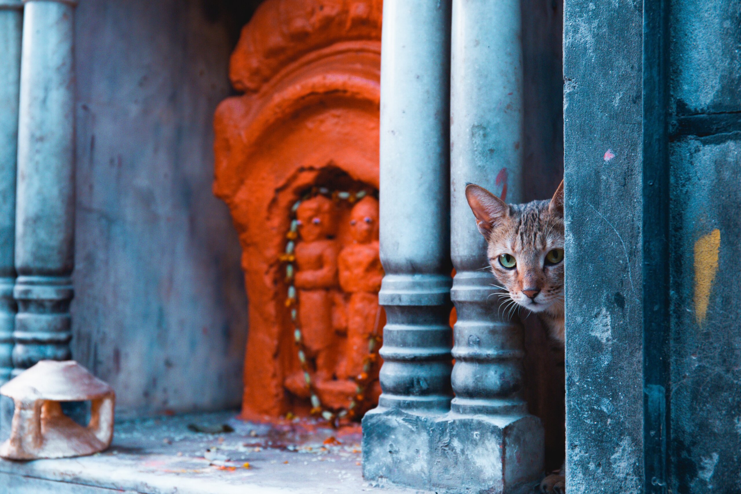 The streets of Varanasi. Curious stray cat peeking from a corner next to a little bright orange strett temple dedicated to the god Hanuman.
