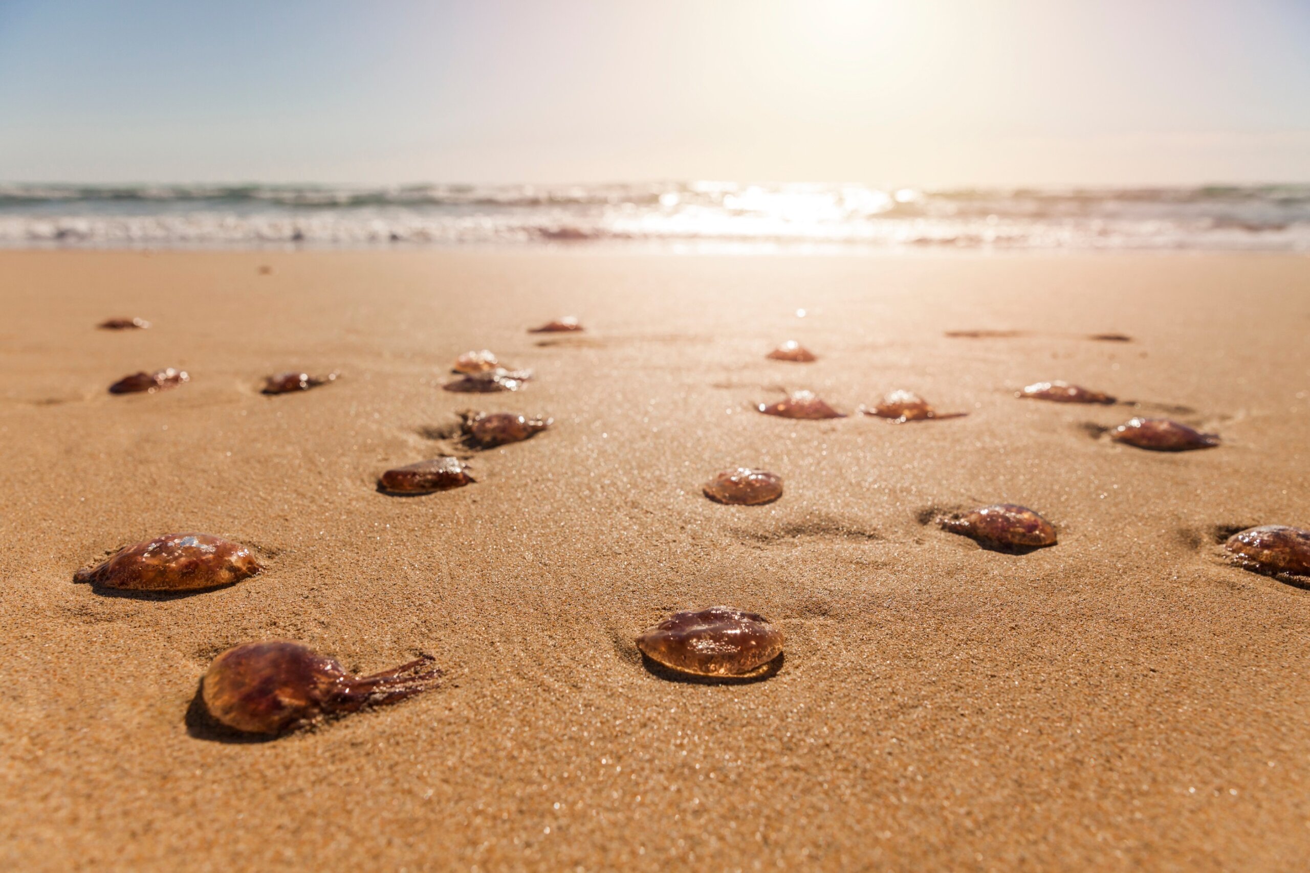 Stranded fire jellyfishes on the beach at sunrise. Jellyfish plague in resorts on the coast of Fuerteventura at Canary Islands of Spain.
