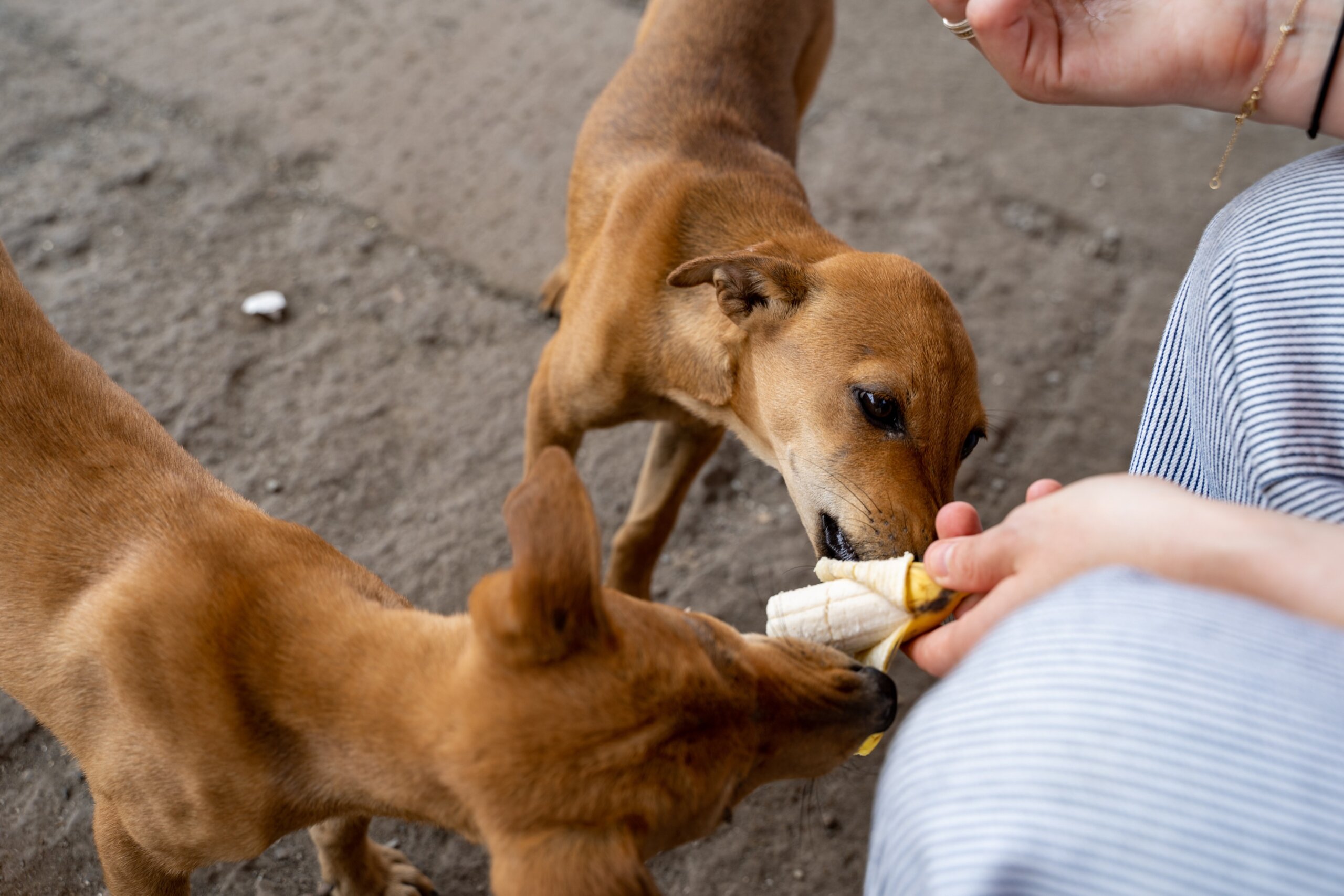 Woman feeds two stray puppies a banana from her hand, focus on one dog
