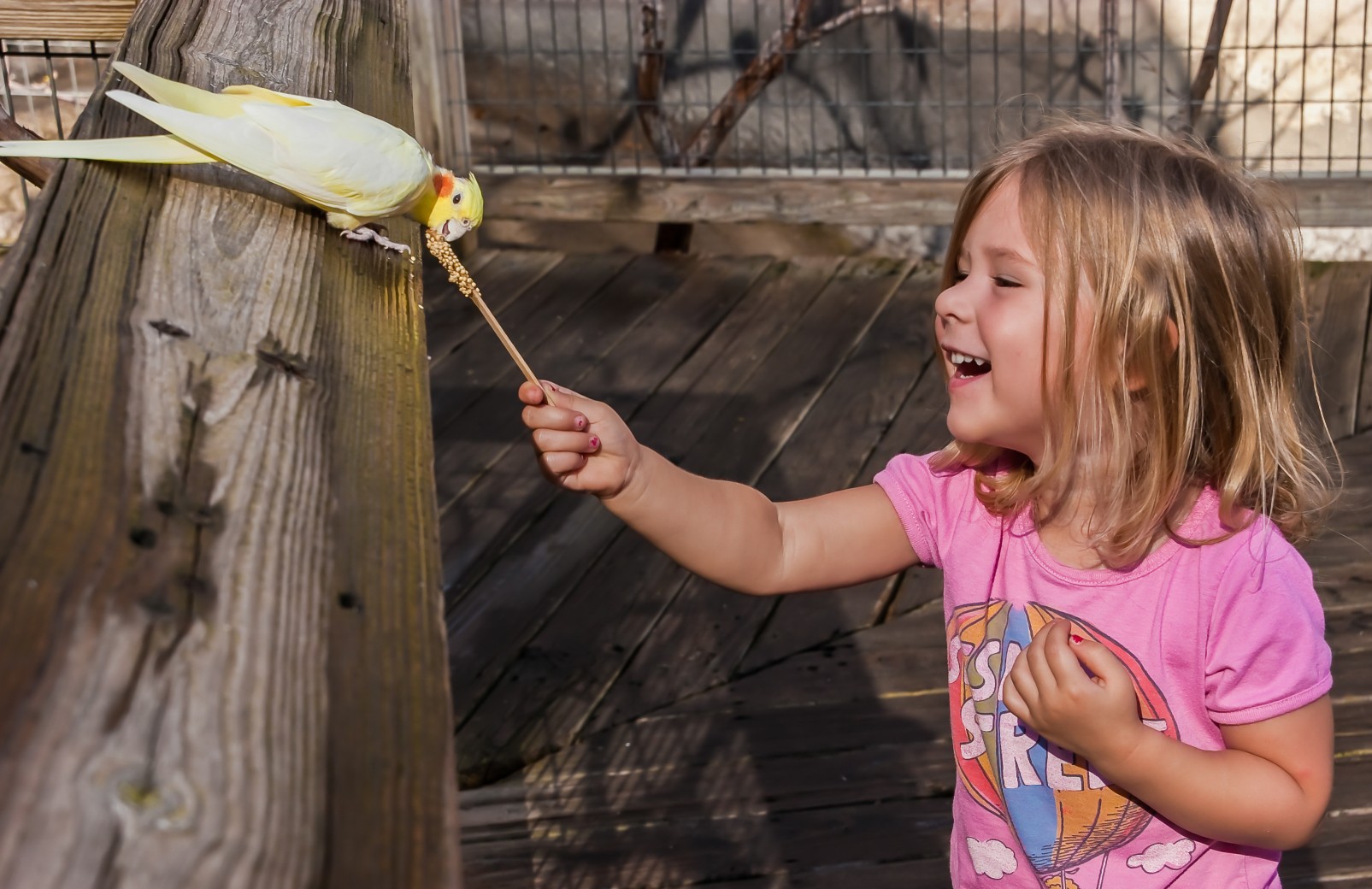 
 Save to Library
 Download Preview
 Preview Crop
 Find Similar
 
File #:  335986132
Little Girl Laughing While Feeding The Parakeets , Fort Worth, Texas USA