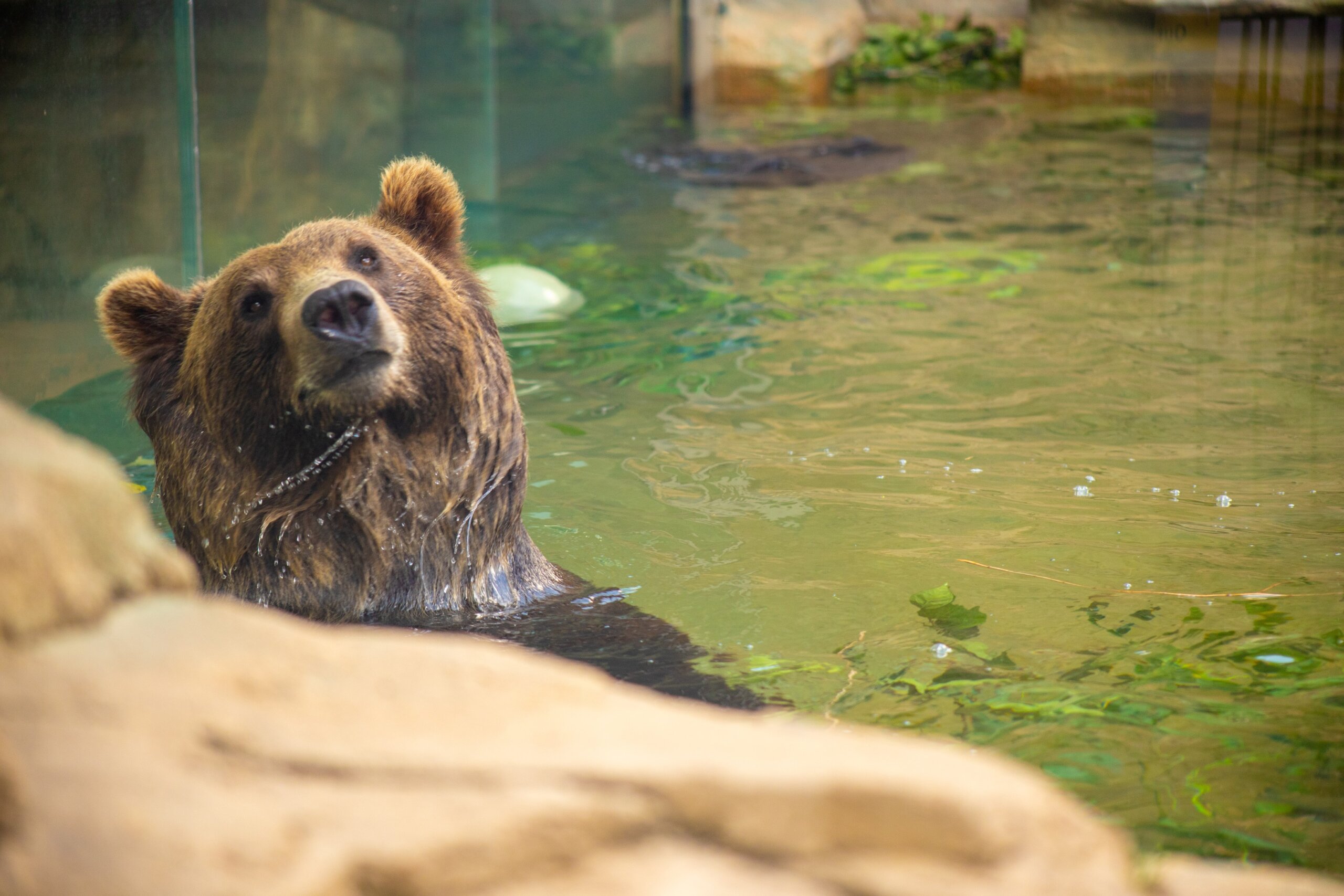 Brown grizzly bear smiling while swimming in a pool on a hot summer day at the St. Louis, Missouri Zoo

