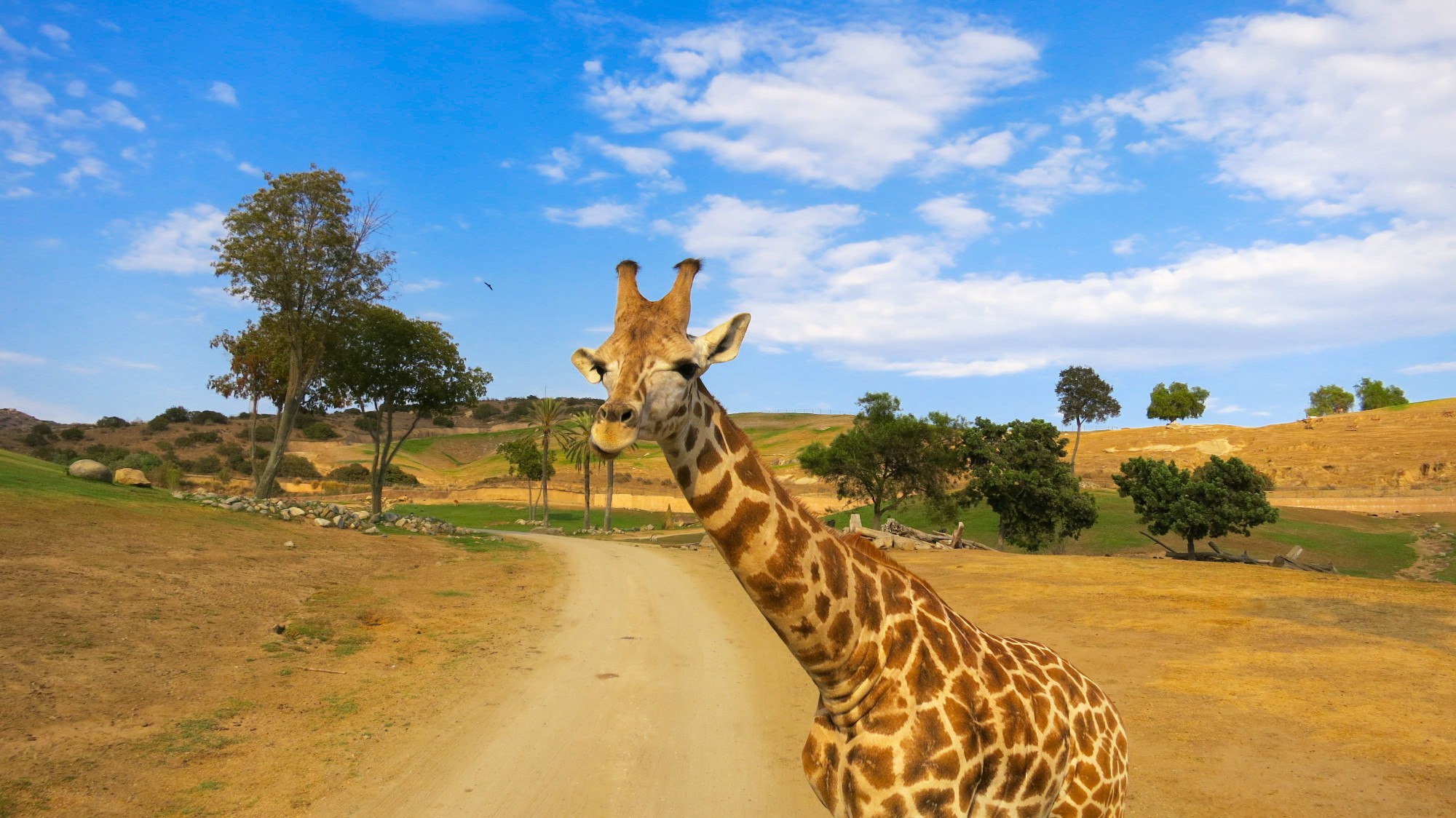 Giraffe roaming in San Diego Safari Park
