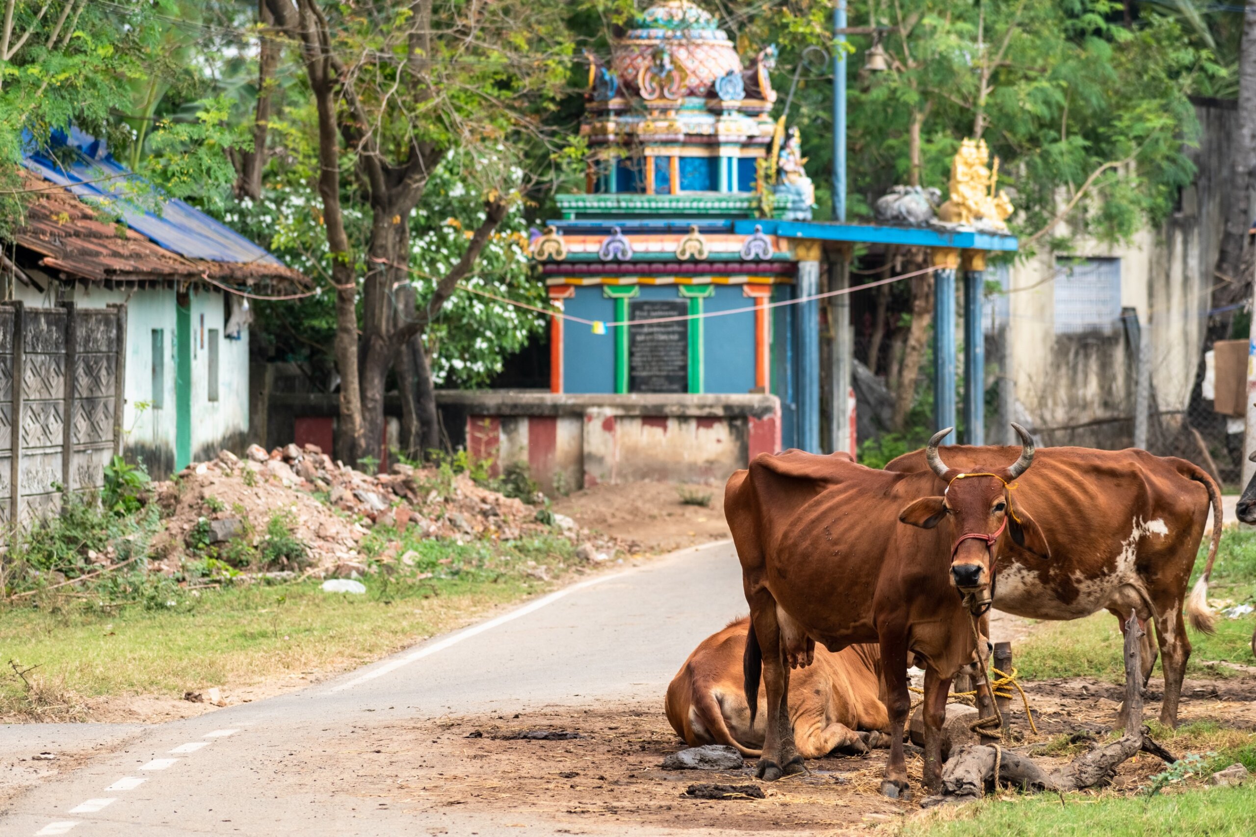 Cows tied by the roadside outside a Hindu temple on a quiet street in a village in Tamil Nadu in South India.
