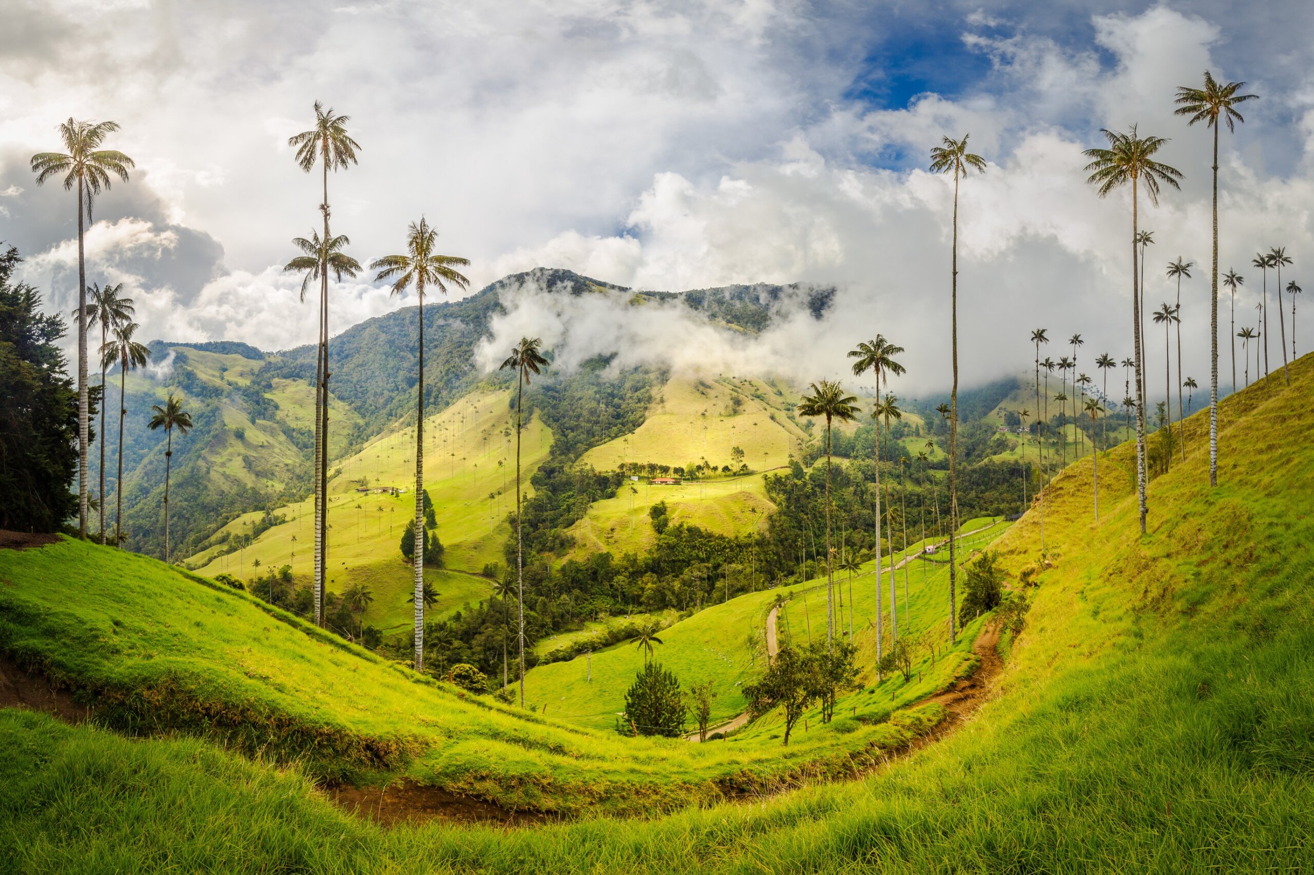 Cocora Valley in Colombia. Home of the world's tallest palm tree, the Quindio wax palm. Beautiful tropical scenery in the highlands near Salento.