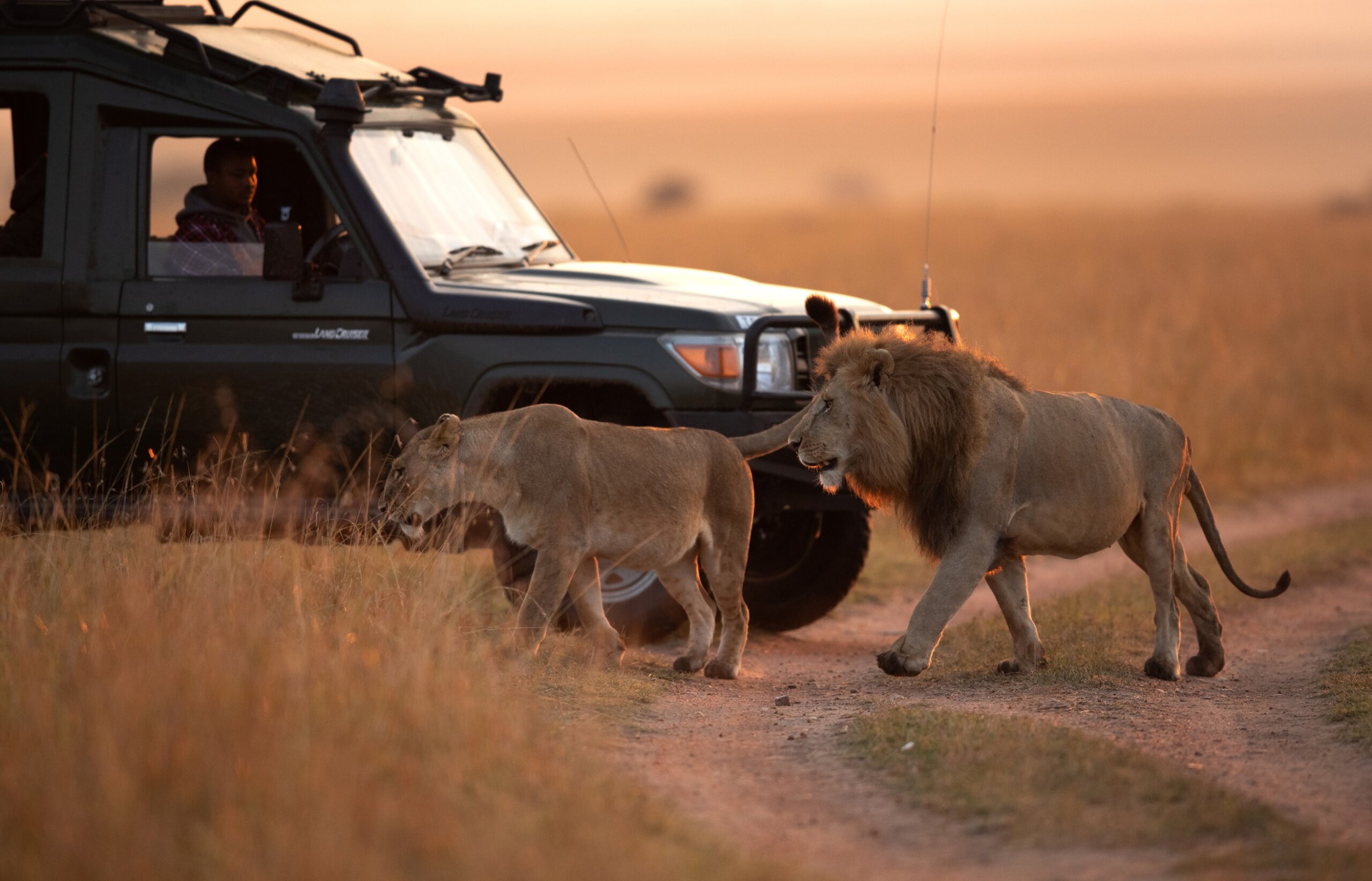 MASAI MARA, KEYNA-SEPTEMBER 06: Tourist watching Lion pair moving in the grassland of Masai Mara National Reserve on 06 September, 2022.