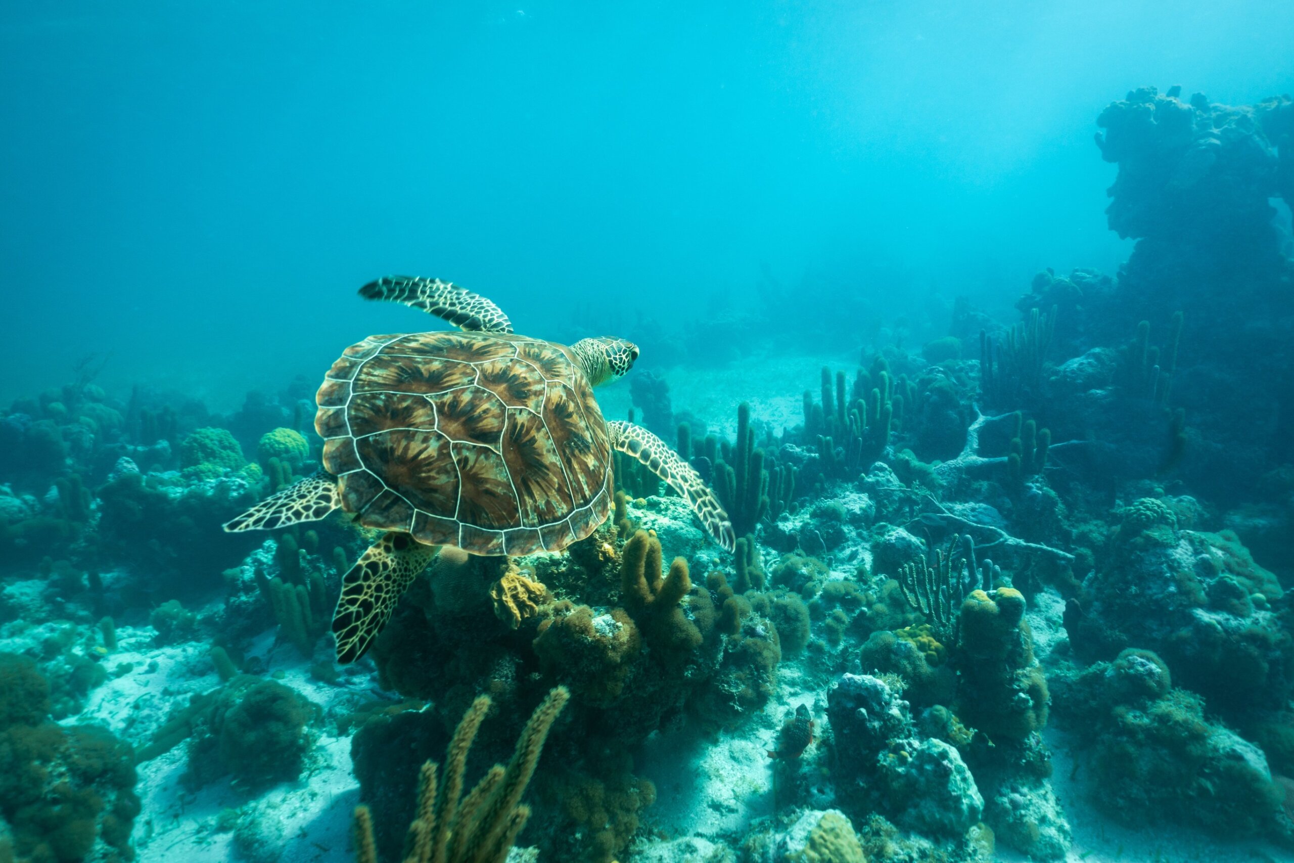 An adult green sea turtle swims over a shallow coral reef and sea grass bed in the turquoise ocean waters of Smith's Reef off the island of Providenciales, Turks and Caicos Islands.