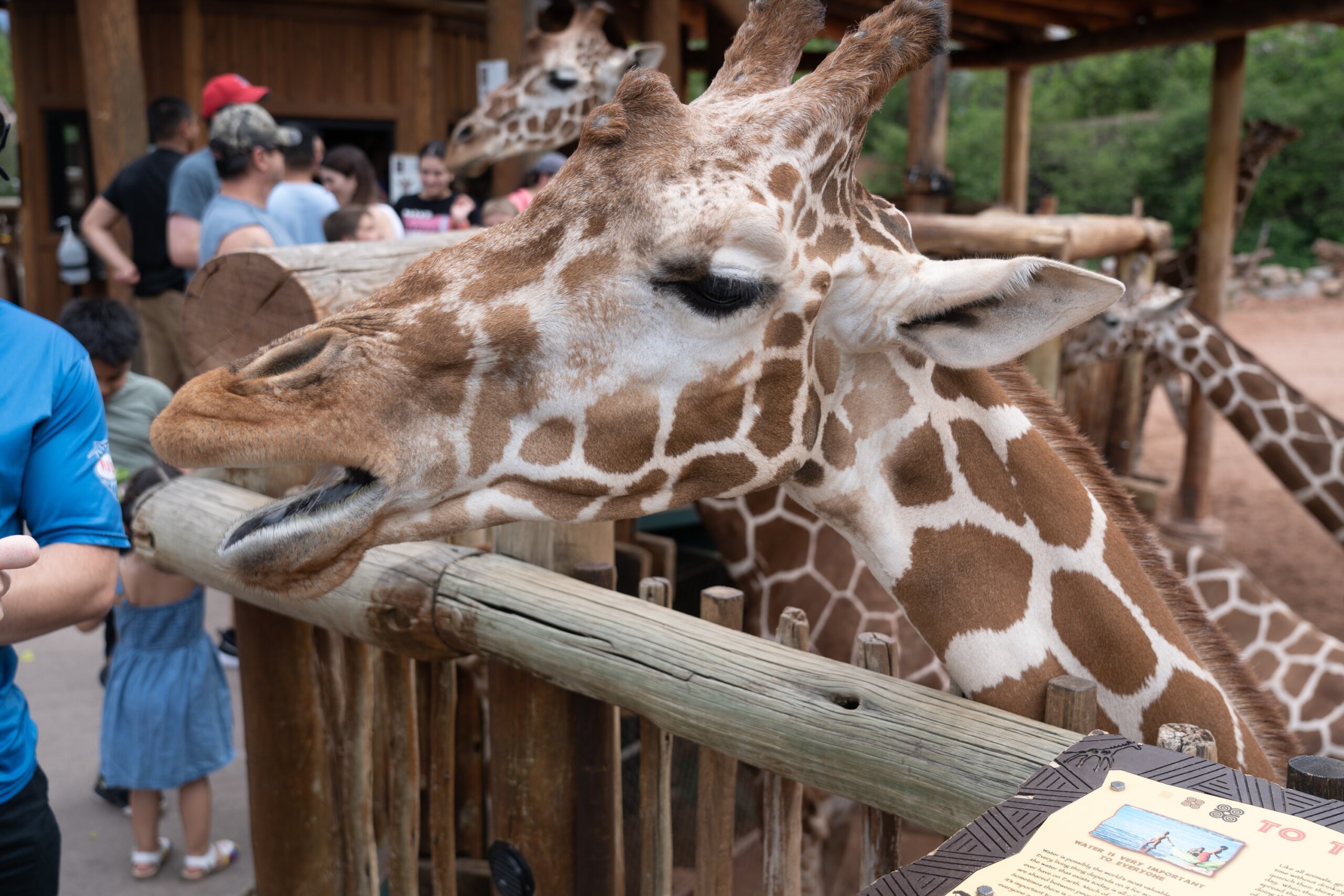 Giraffe sticking out its long black tongue to eat some lettuce from a feeding platform in a zoo
