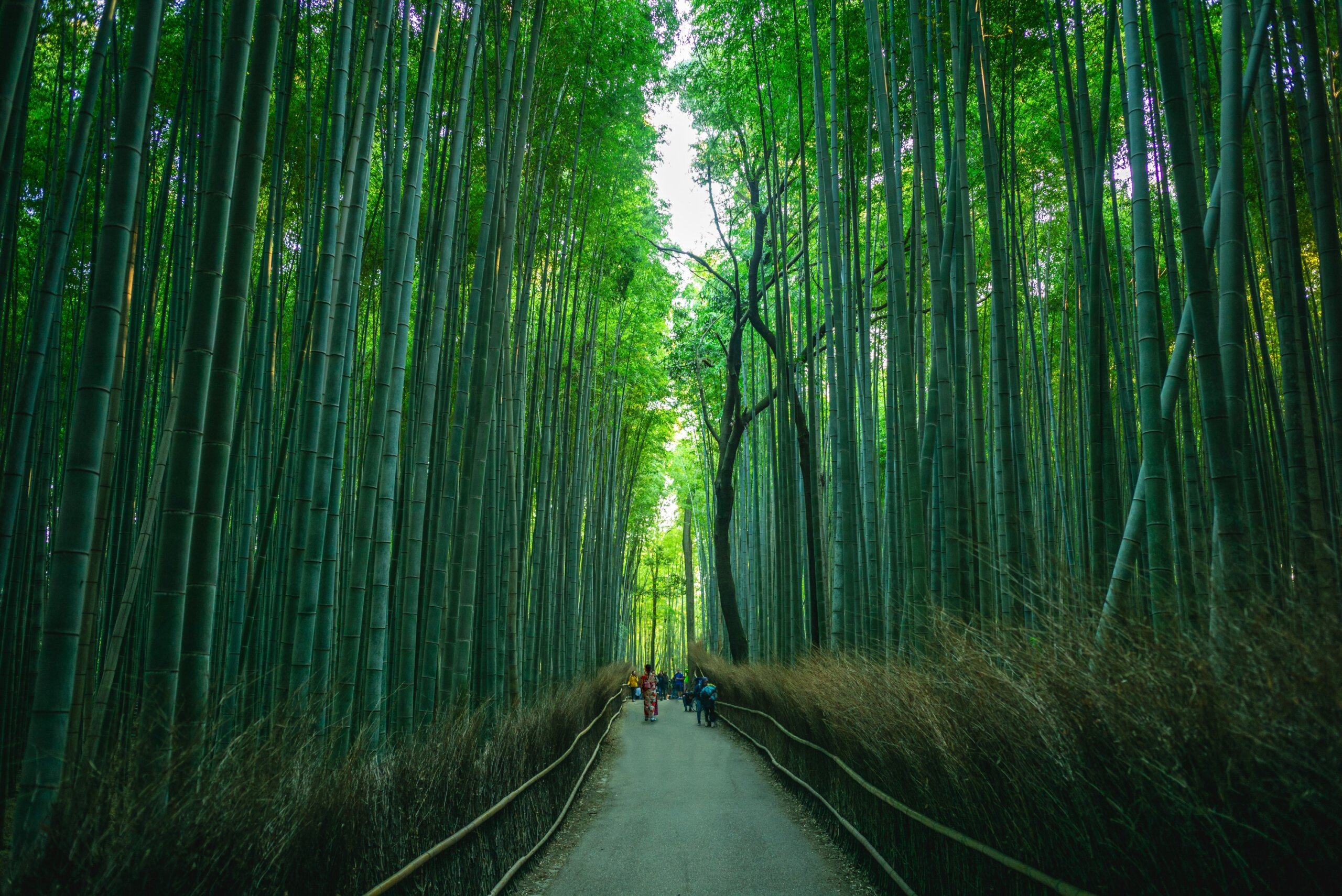 Arashiyama Bamboo groove or Sagano Bamboo Forest, located in Arashiyama, kyoto, japan