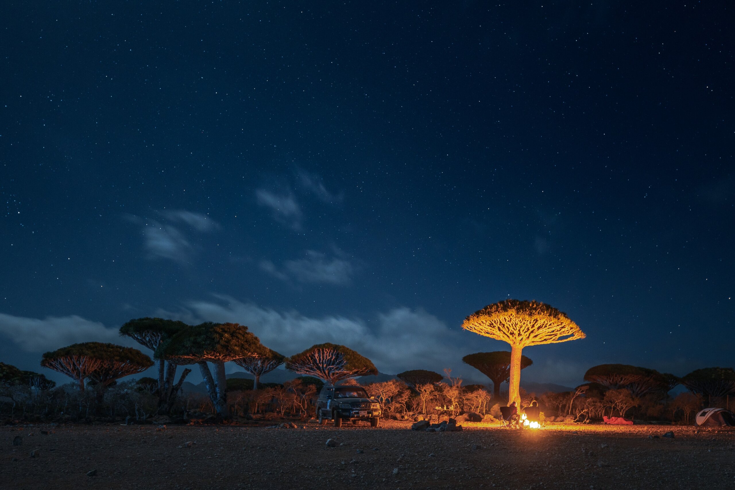 Firmihin Dragon`s Blood Tree Forest in Socotra- the only one of its kind in the world. Symbol of the island Socotra. Night photos of trees and camping under it.