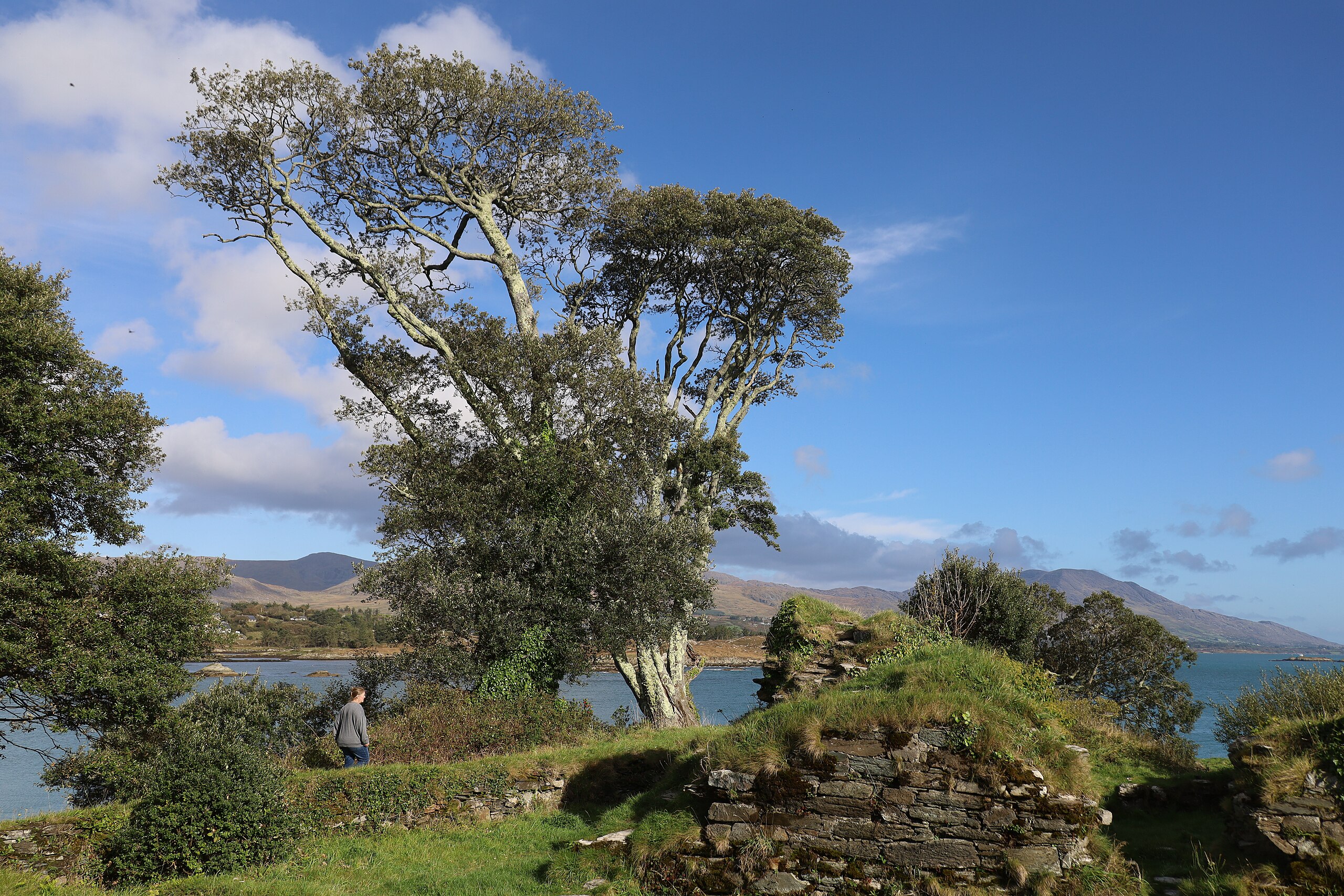 Tree in Dunboy Castle ruins