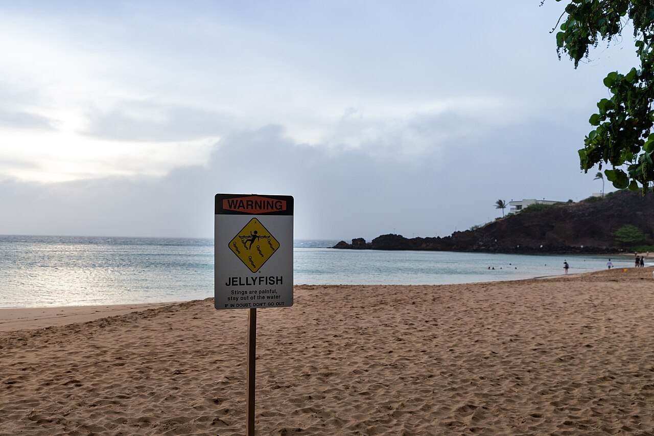 Jellyfish warning at Block Rock Maui, Hawaii