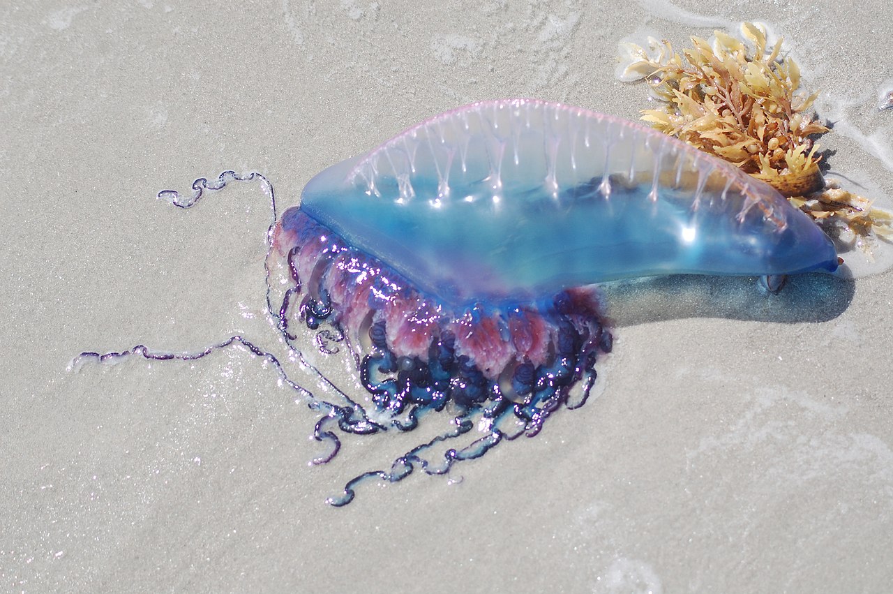 Portuguese Man o' War (Physalia physalis)