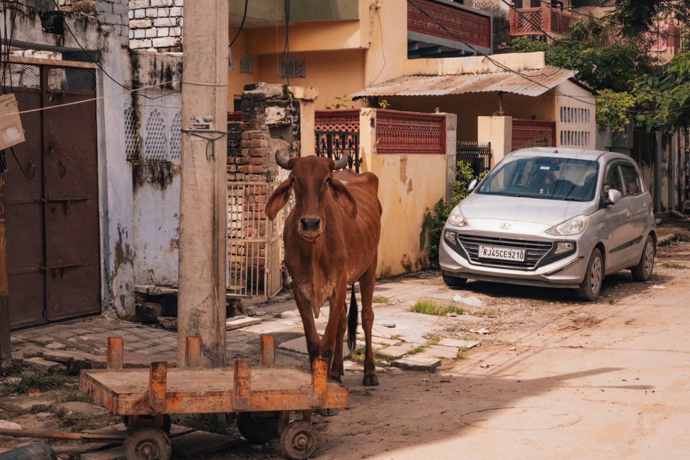 Cow walking through the streets of Jaipur.
