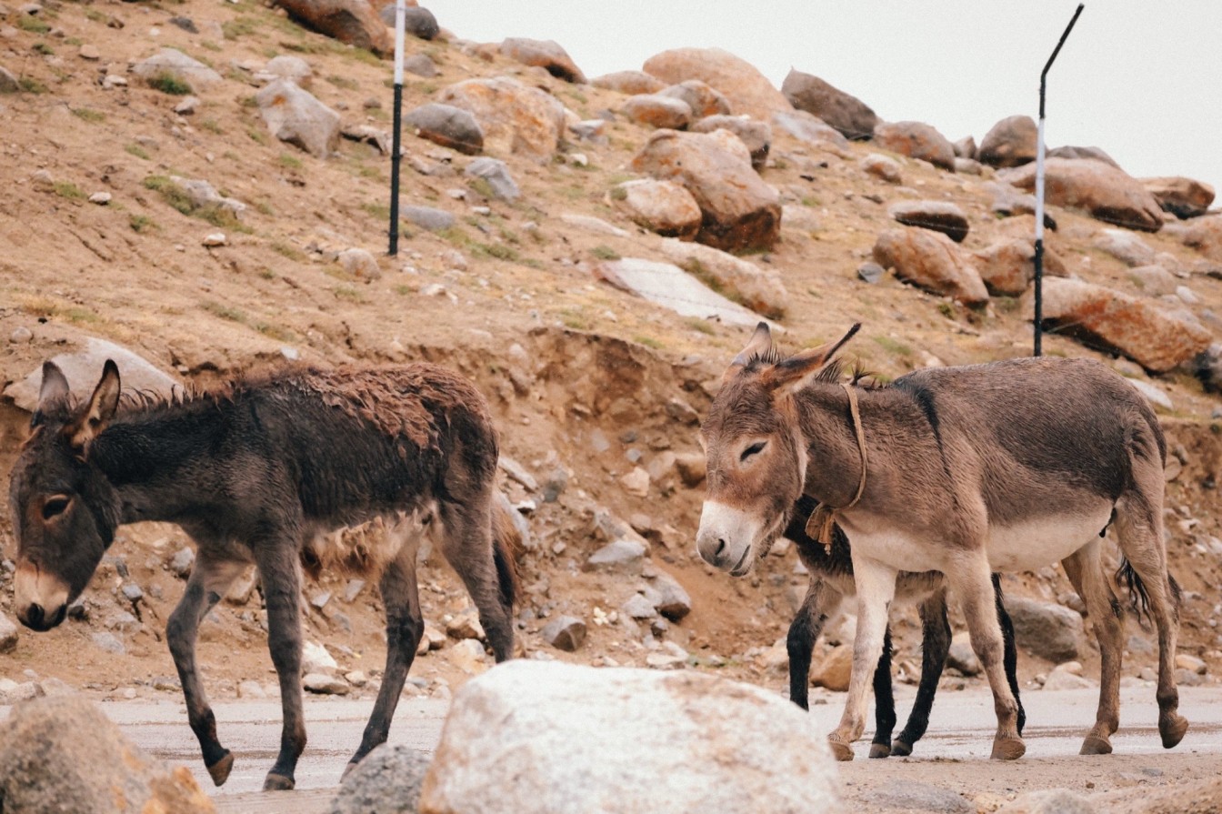 Donkeys walking through the mountains in Ladakh. 
