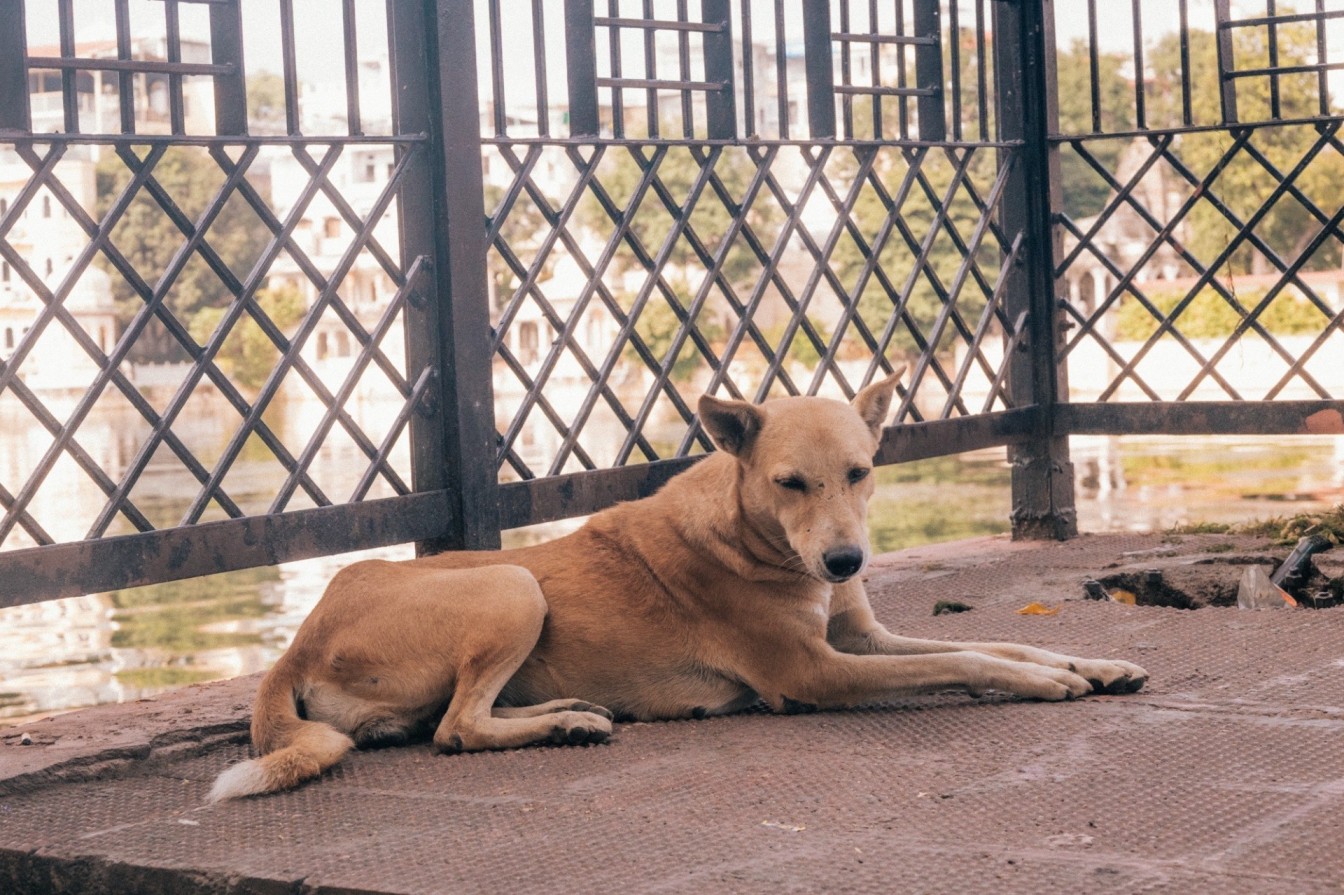 Street dog in Udaipur 
