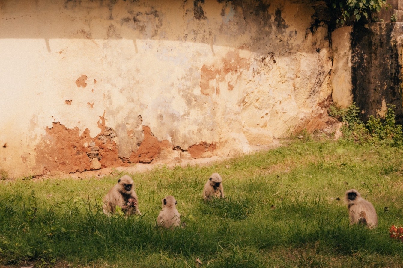 Monkeys playing in the grass in Udaipur.
