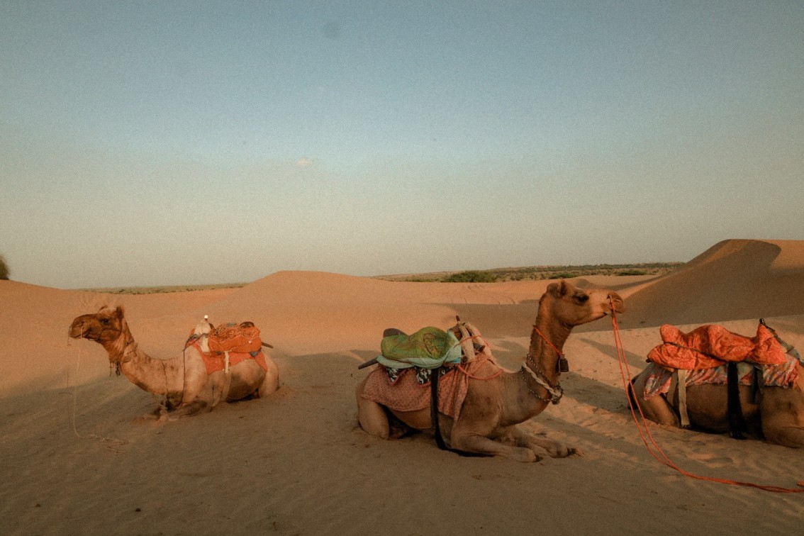 Camels in the desert or Jaisalmer.
