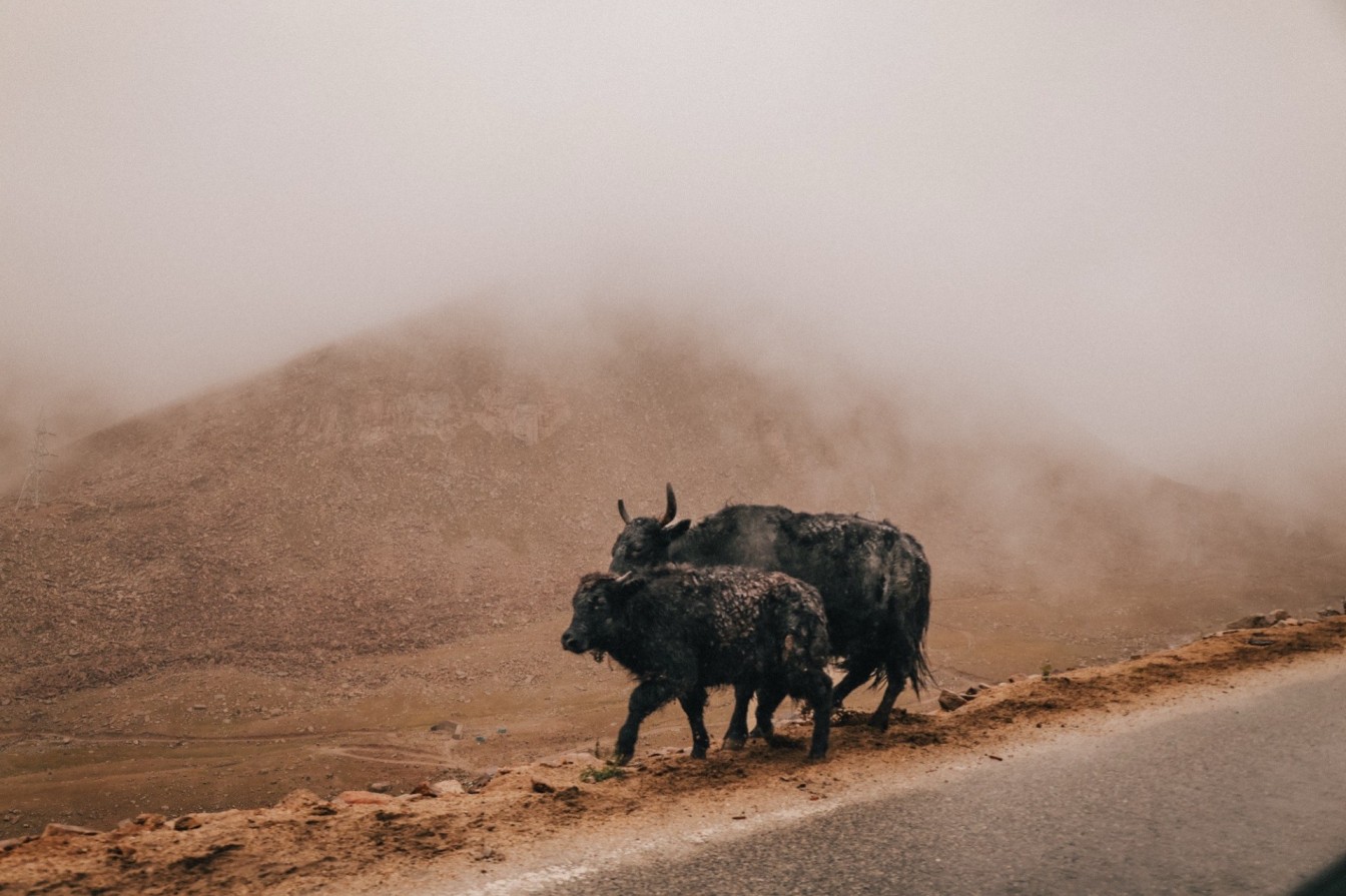Yak located on the side of Khardung La Pass in Ladakh. 
