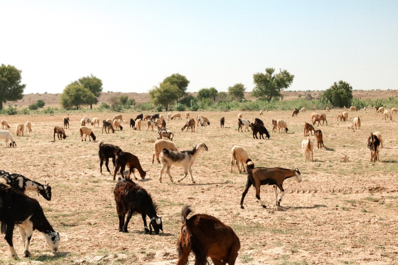 Nearby farmland about 30 minutes outside of Jaisalmer. 
