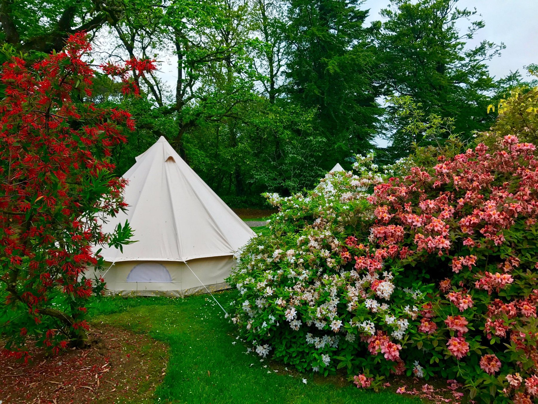 Bell tent set among colorful blooming gardens at Ballyvolane House Glamping in County Cork, Ireland.